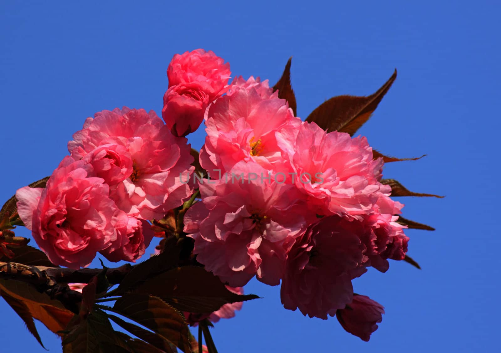 branch of blossoming cherry tree over blue sky