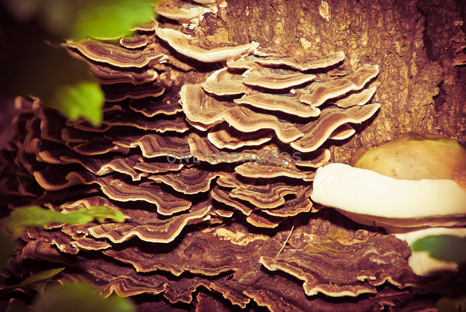 Natural wood mushrooms growing on a tree stump.