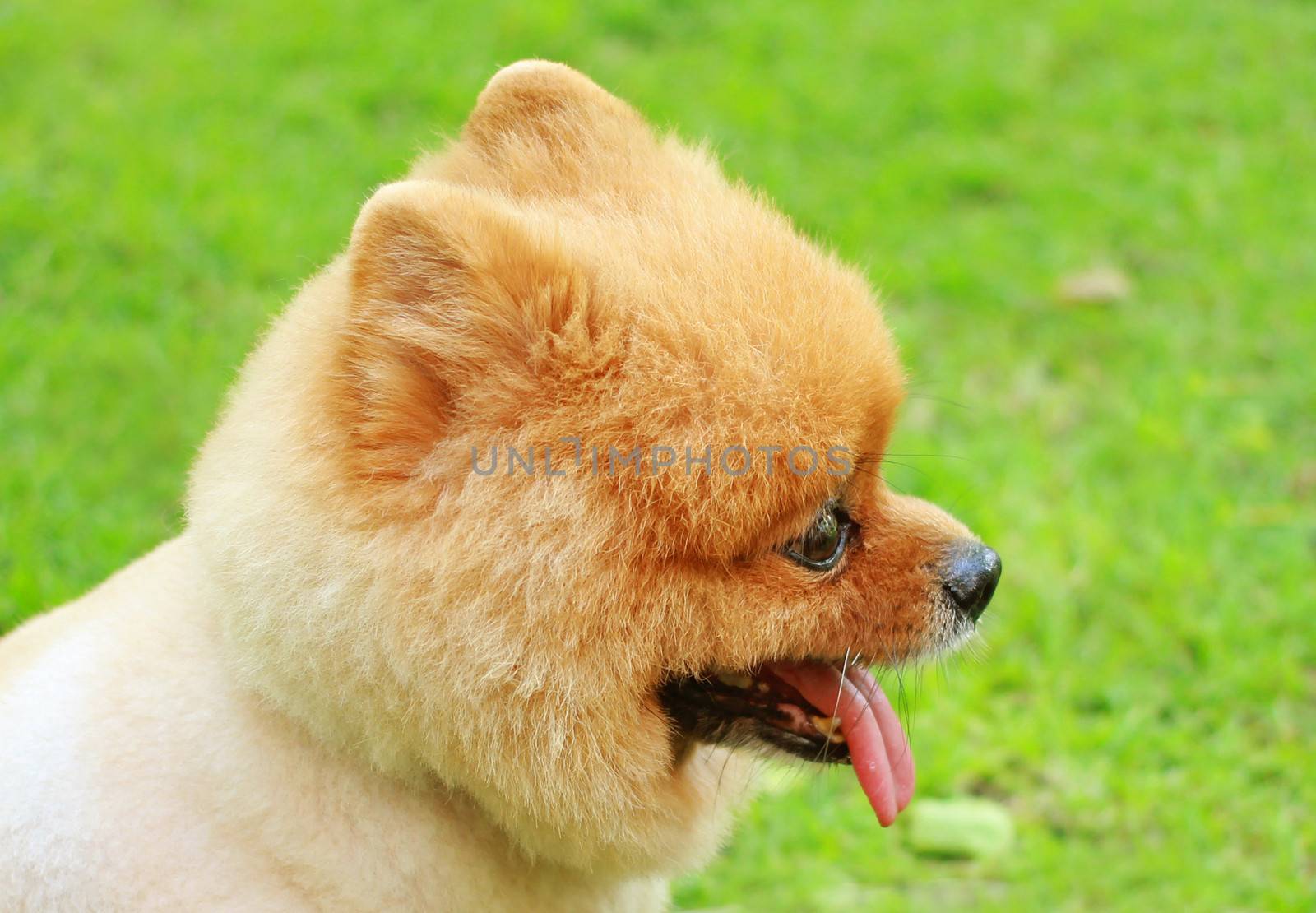 Cute face of pomeranian dog in garden