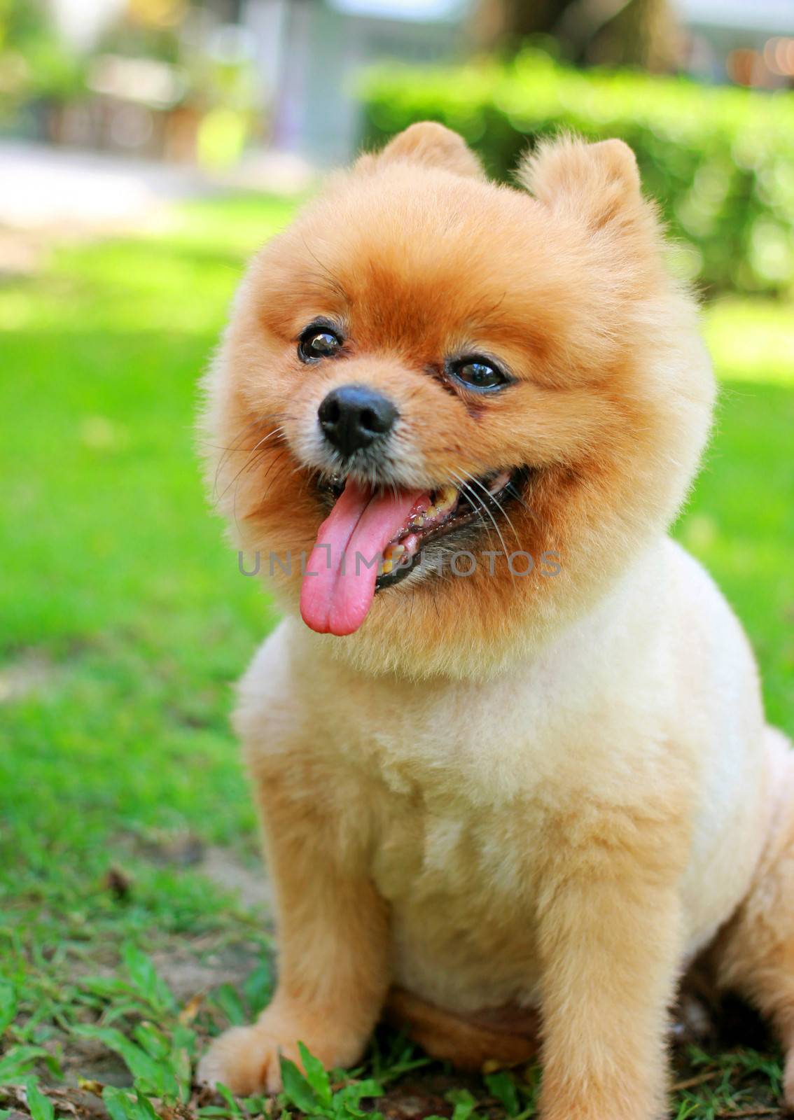 Cute pomeranian dog in garden