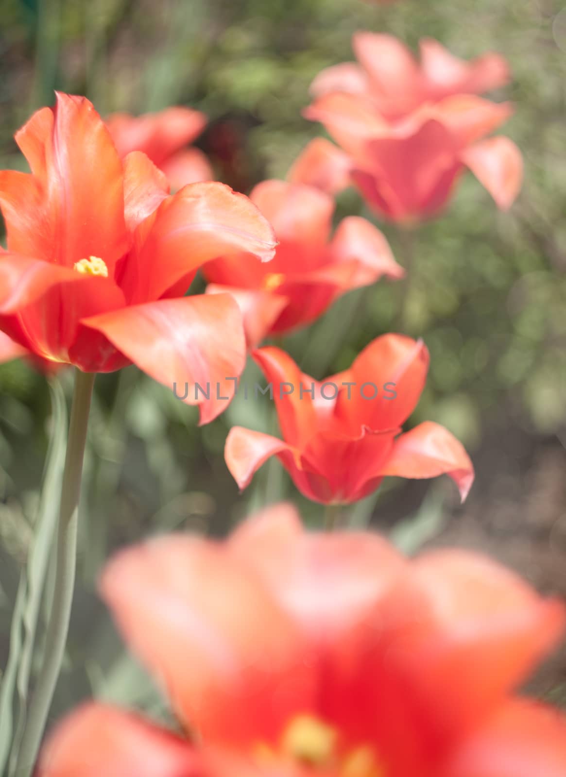 Red tulips by Zhukow