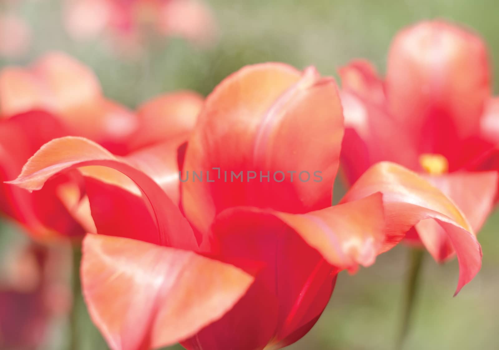 Red tulips on a solar glade