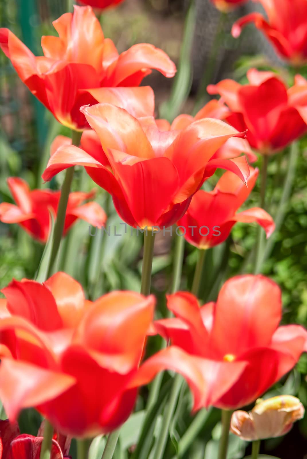Red tulips by Zhukow