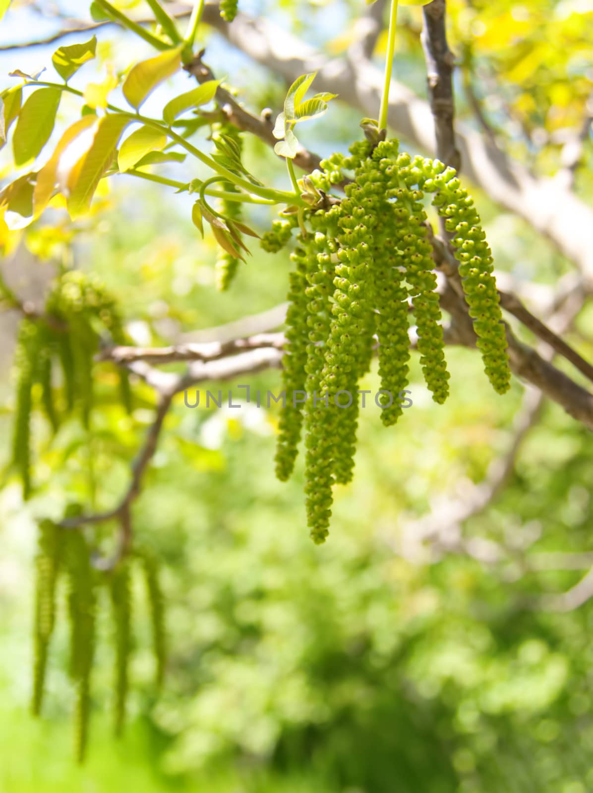 Spring bud. Composition of nature. by Zhukow