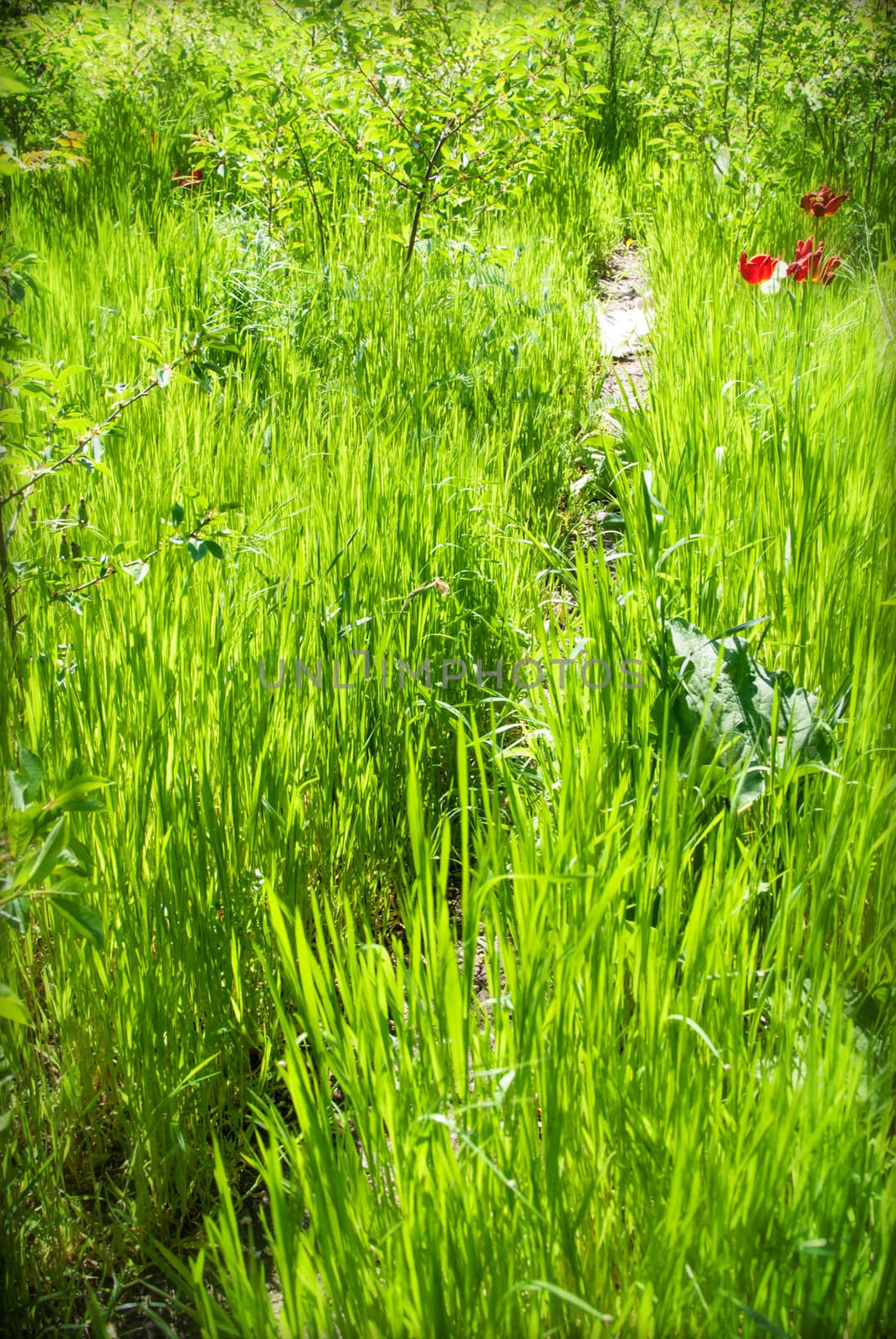 Footpath in summer forest