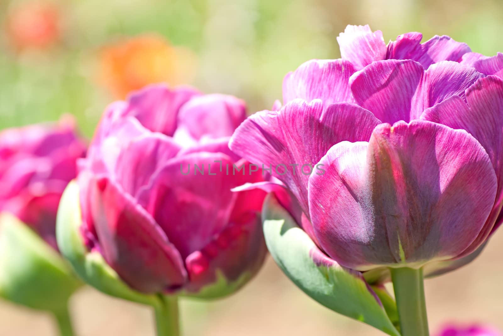 Rose colored Peonies close up