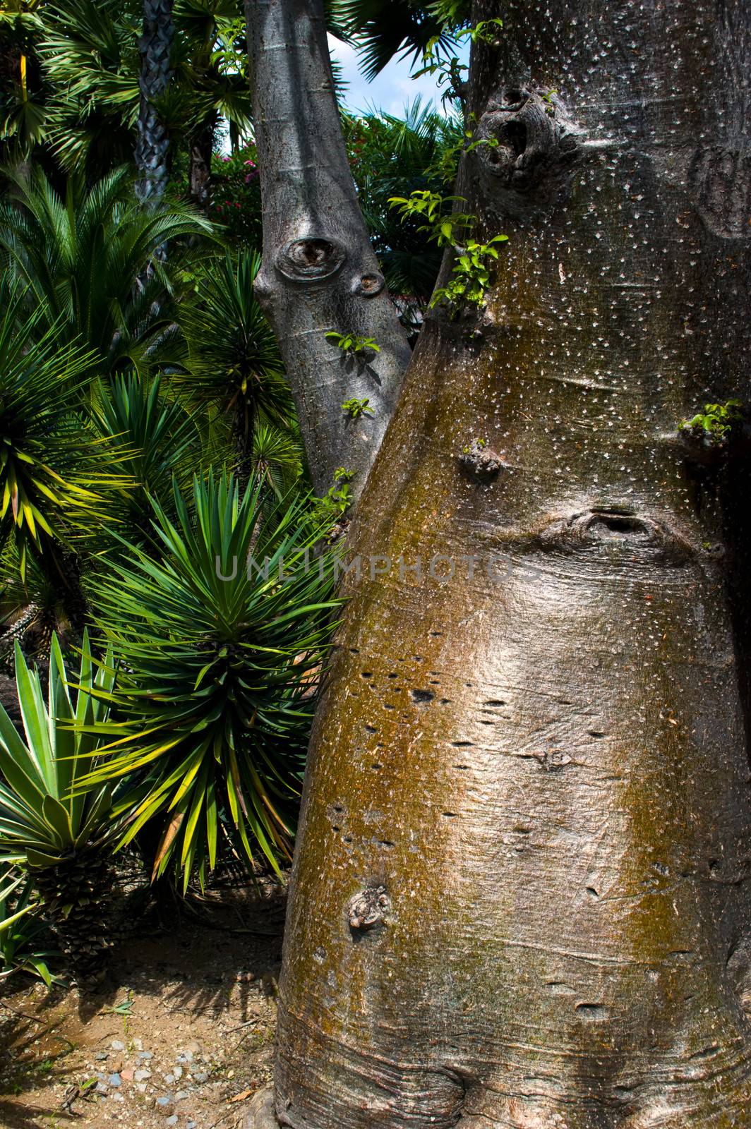 Trunks Bottle Trees. by GNNick