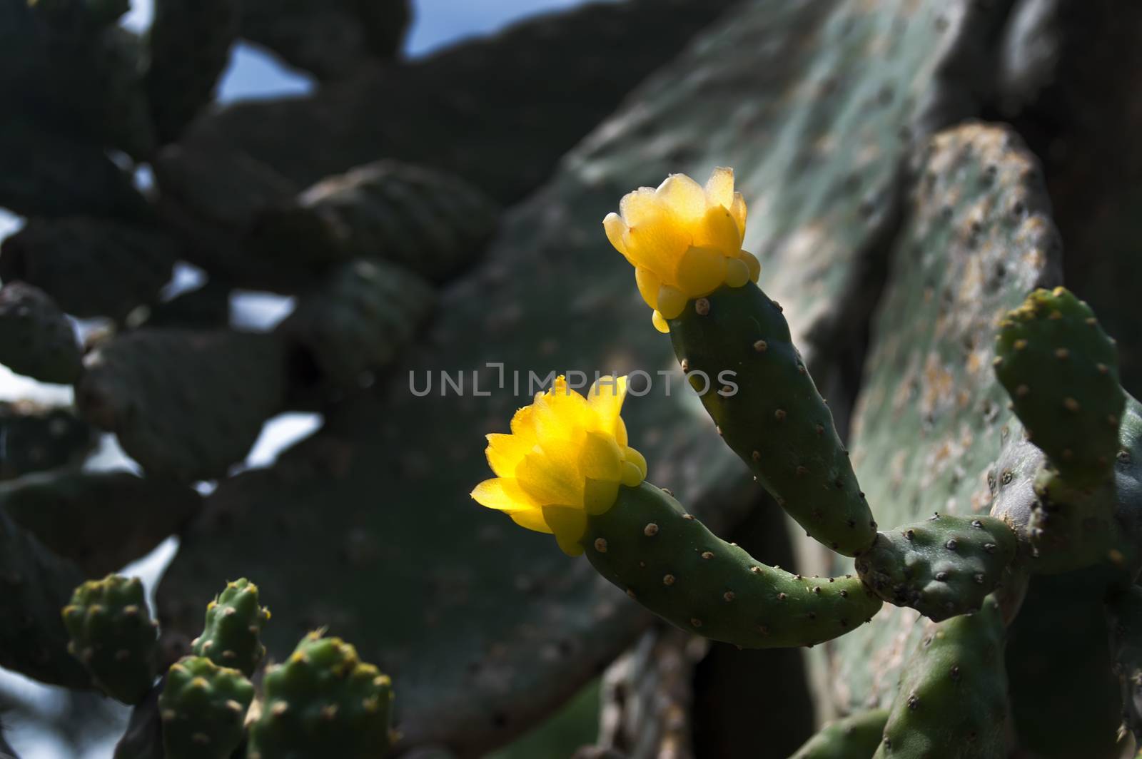 Two flowers of Succulents. by GNNick