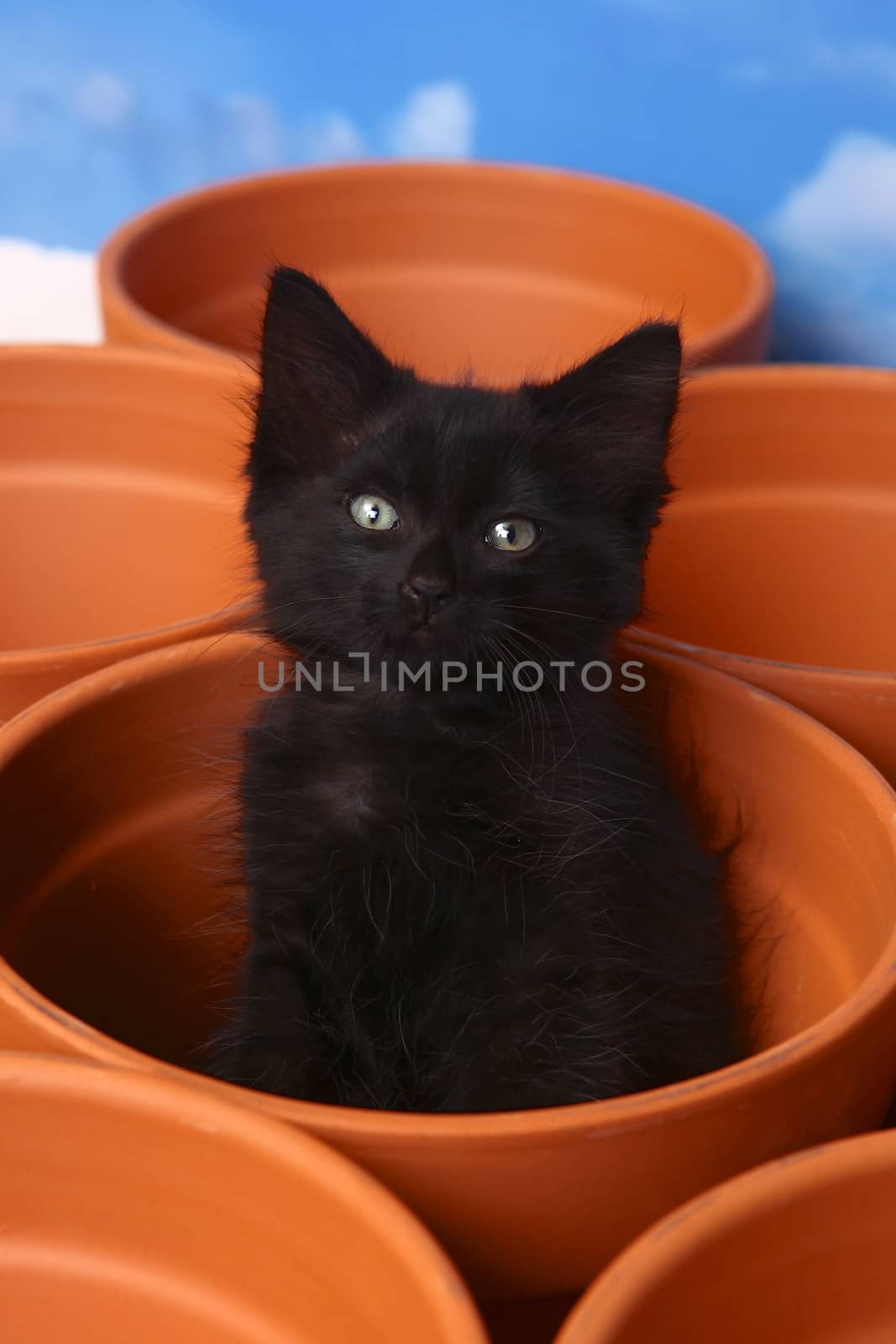 Sleepy Cute Kitten Inside a Clay Pot by tobkatrina