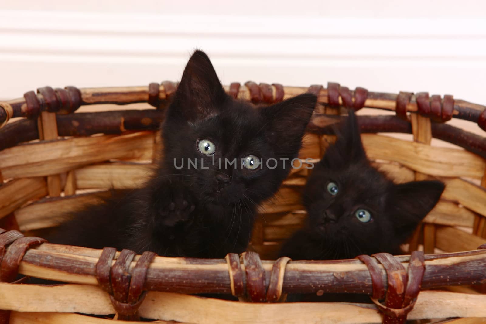 Curious Kittens Inside a Basket on White by tobkatrina