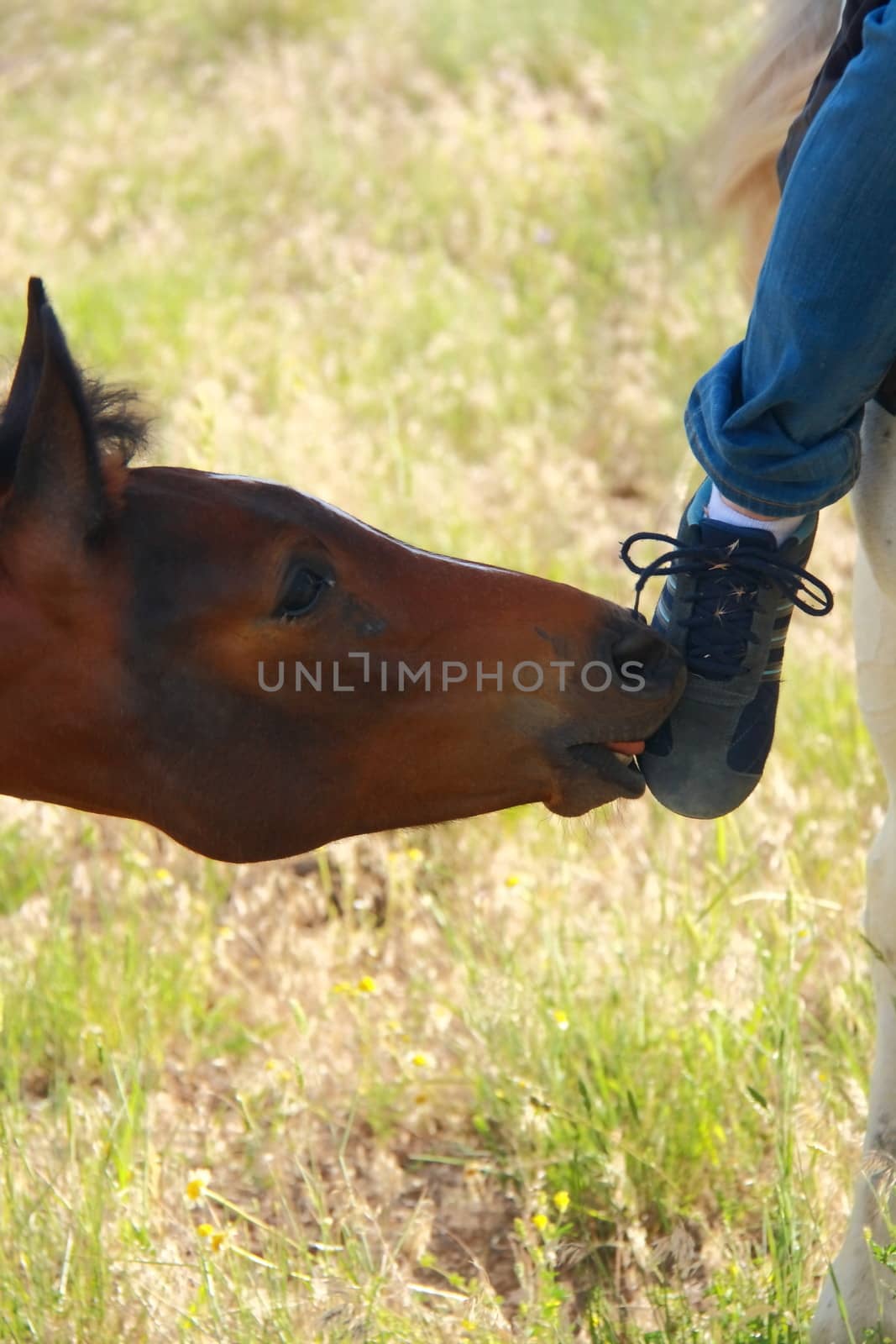 foal playing with girl and licking shoe by mturhanlar