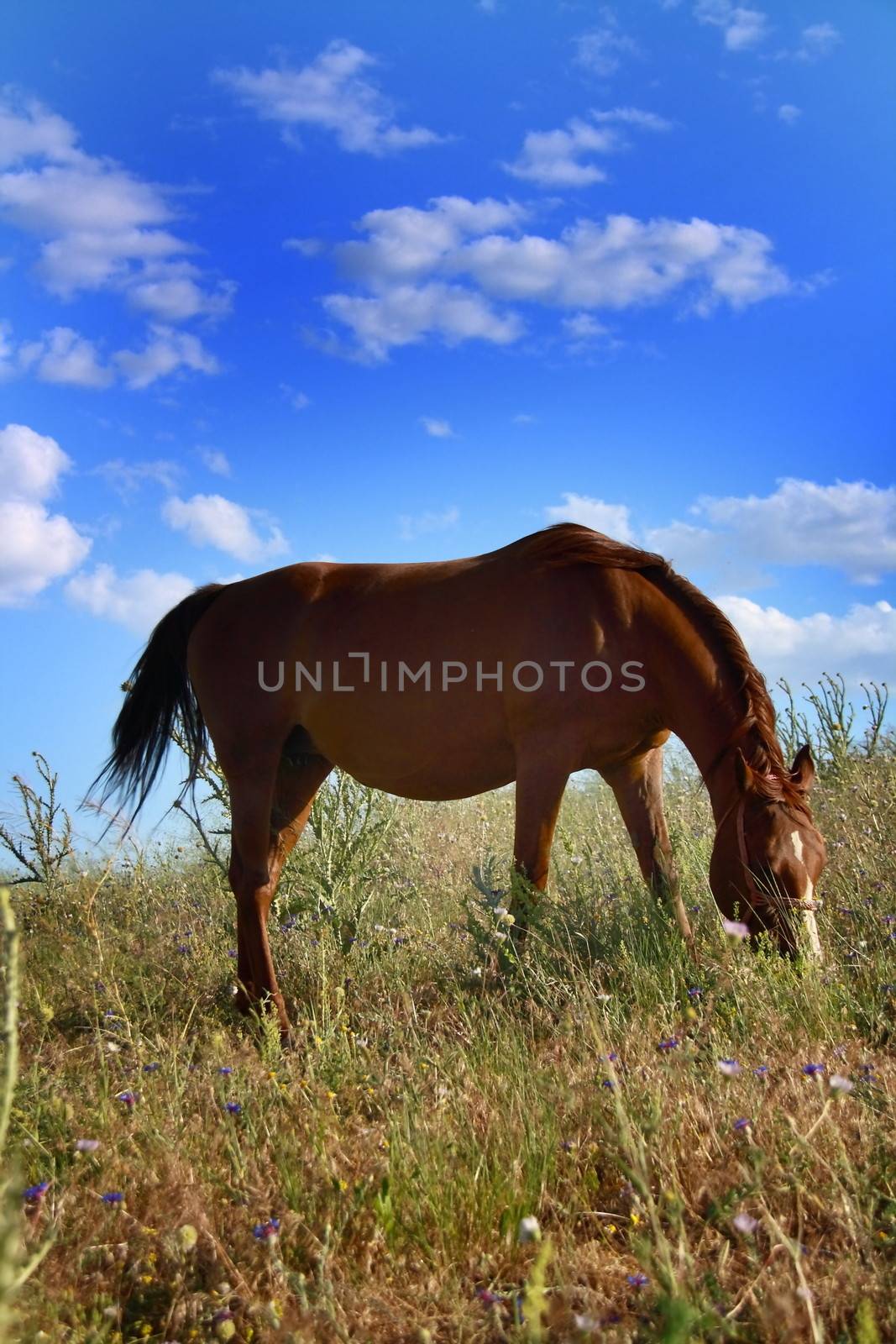 horse eating grass on field by mturhanlar