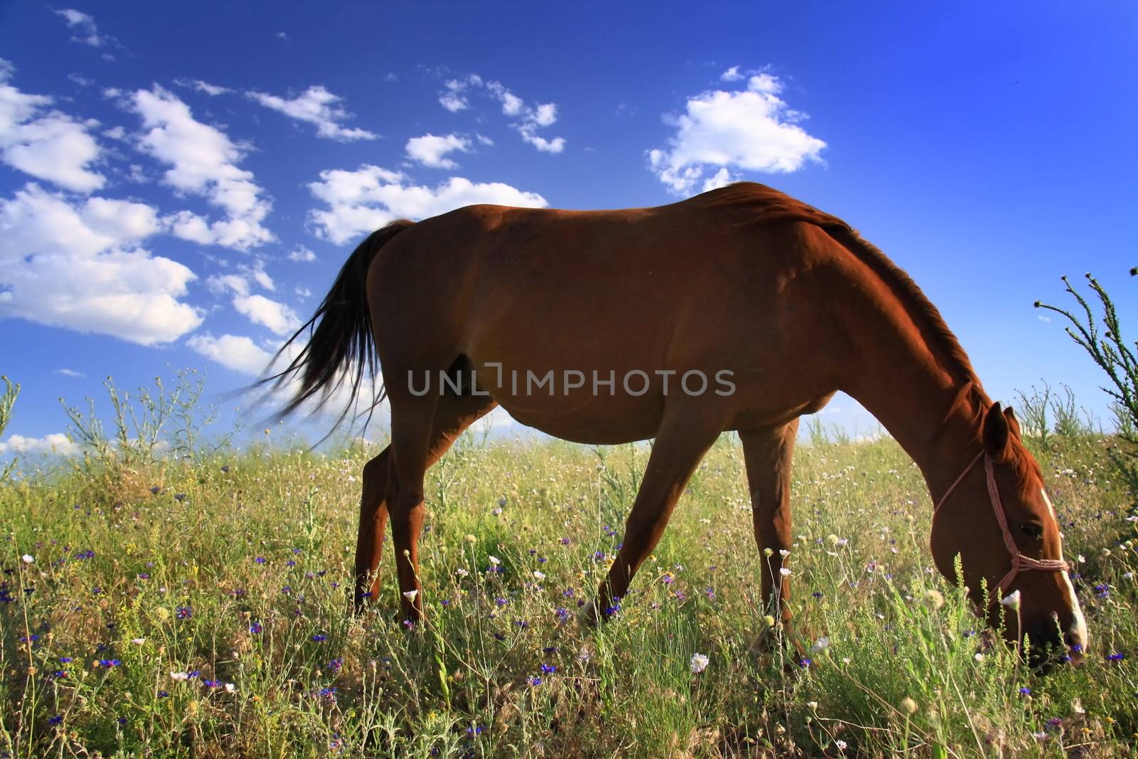 horse eating grass on field before going their cage