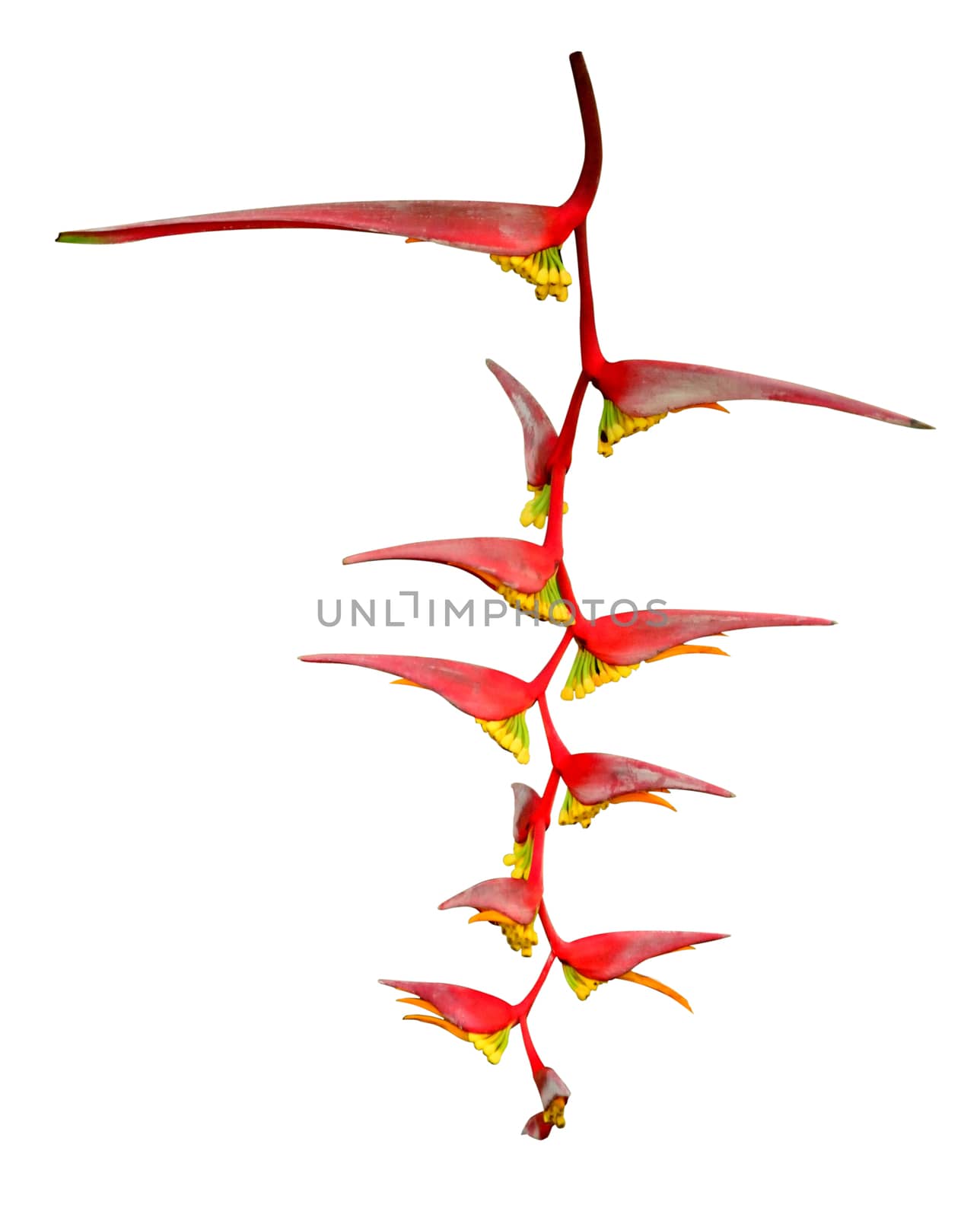 Heliconia flower isolated