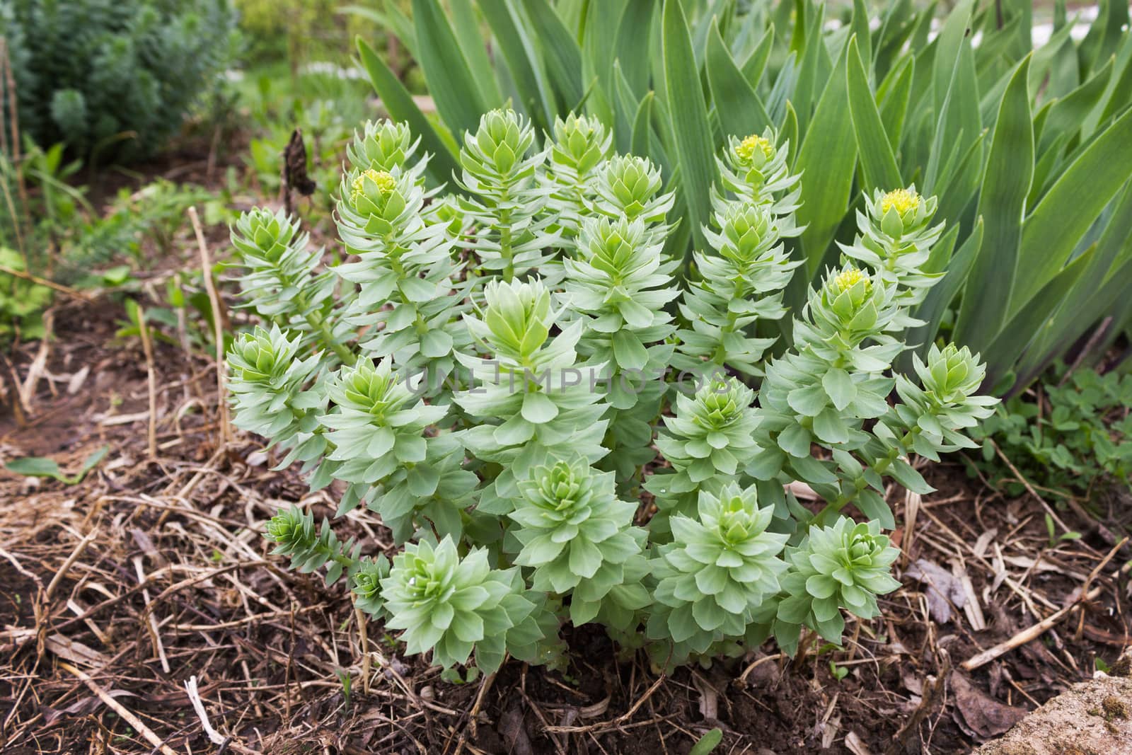 Golden Root, he same Roseroot in the flowerbed