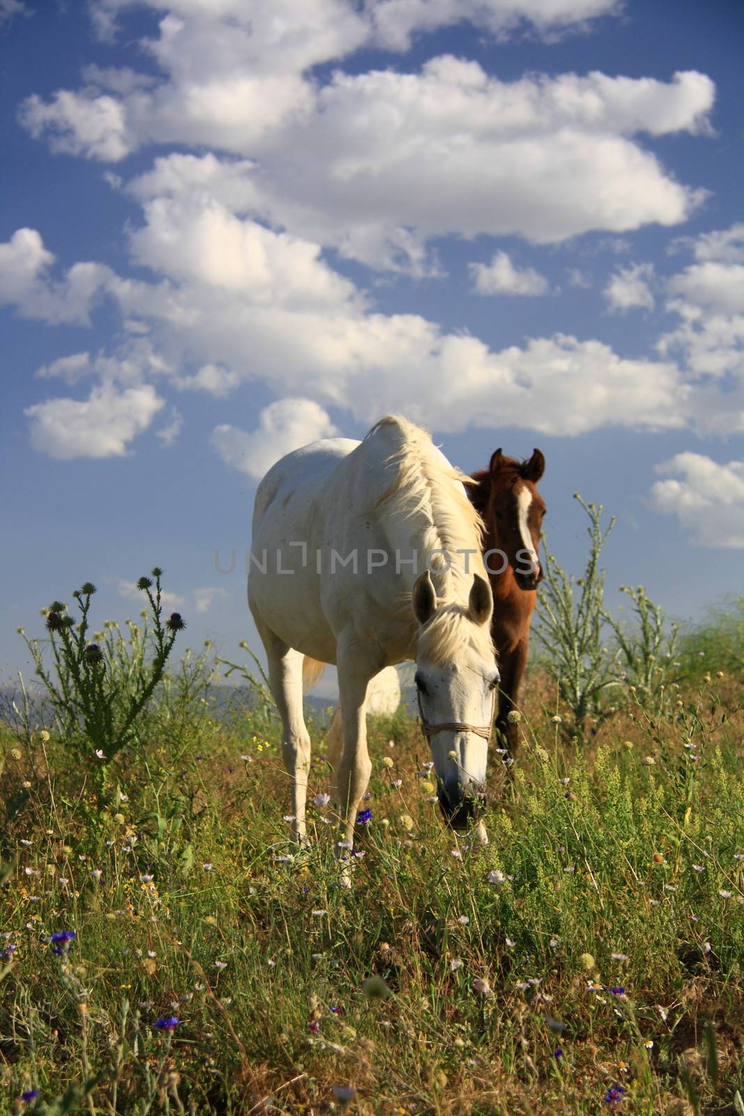 horse helping foal for eating grass and feeding it