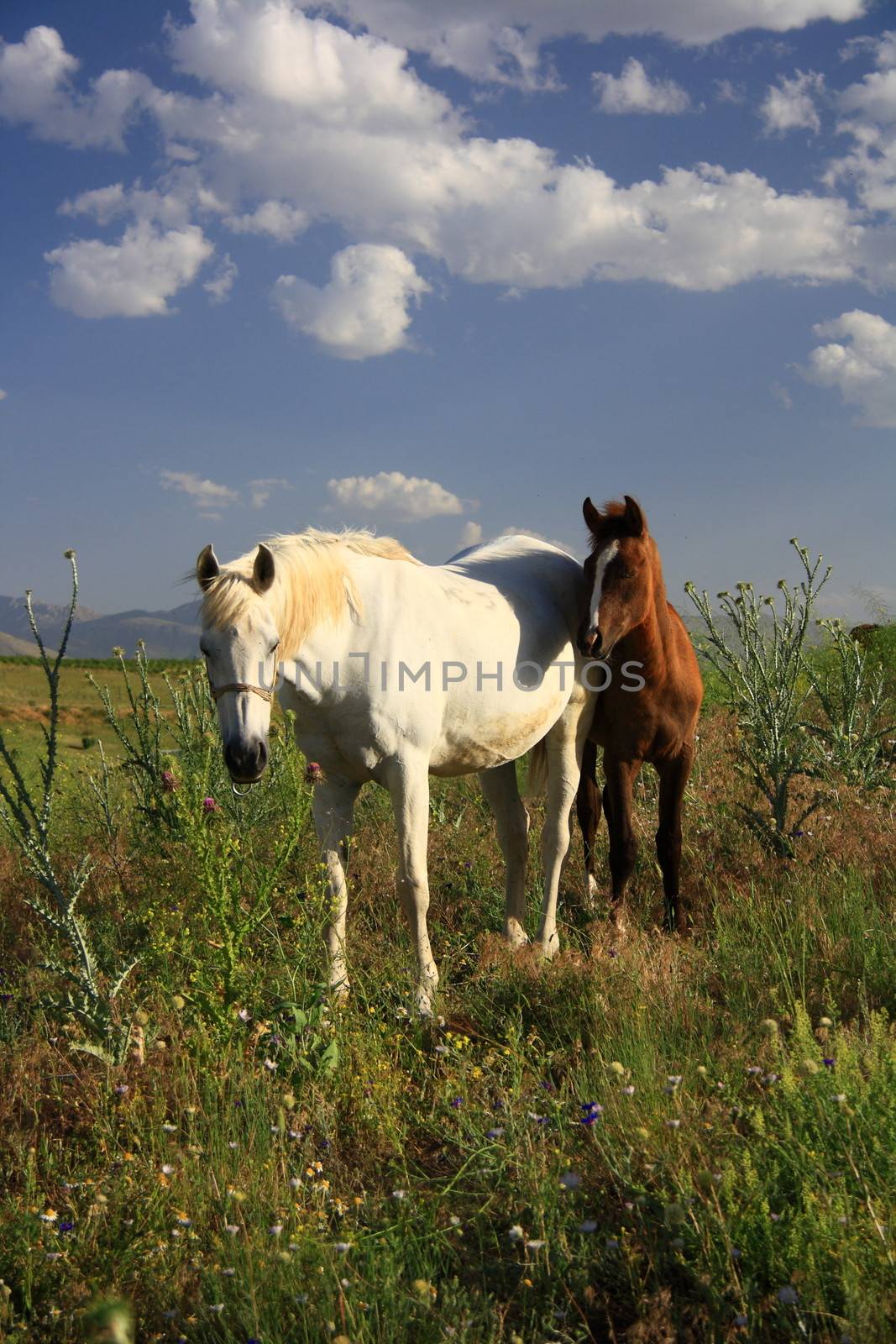 horse and foal together eating grass by mturhanlar