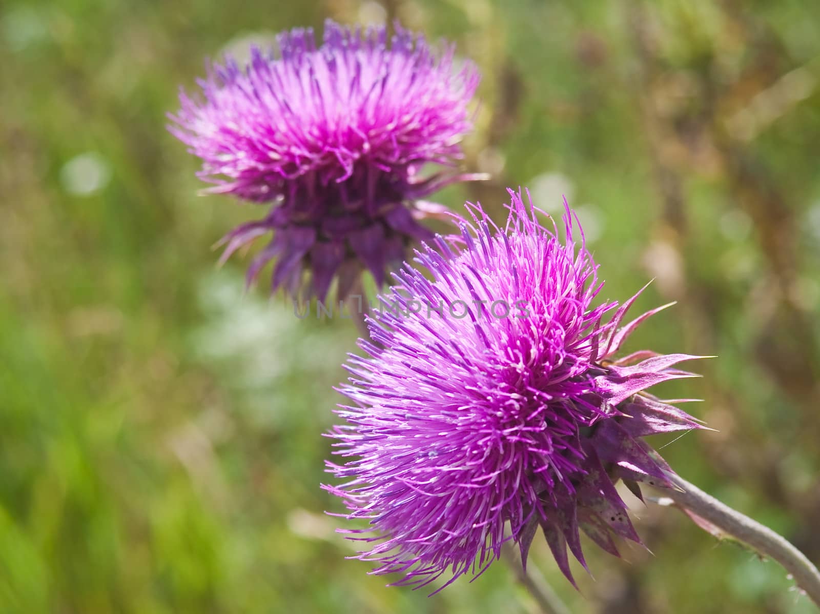 Milk Thistle (SILYBUM MARIANUM). Shallow depth of field