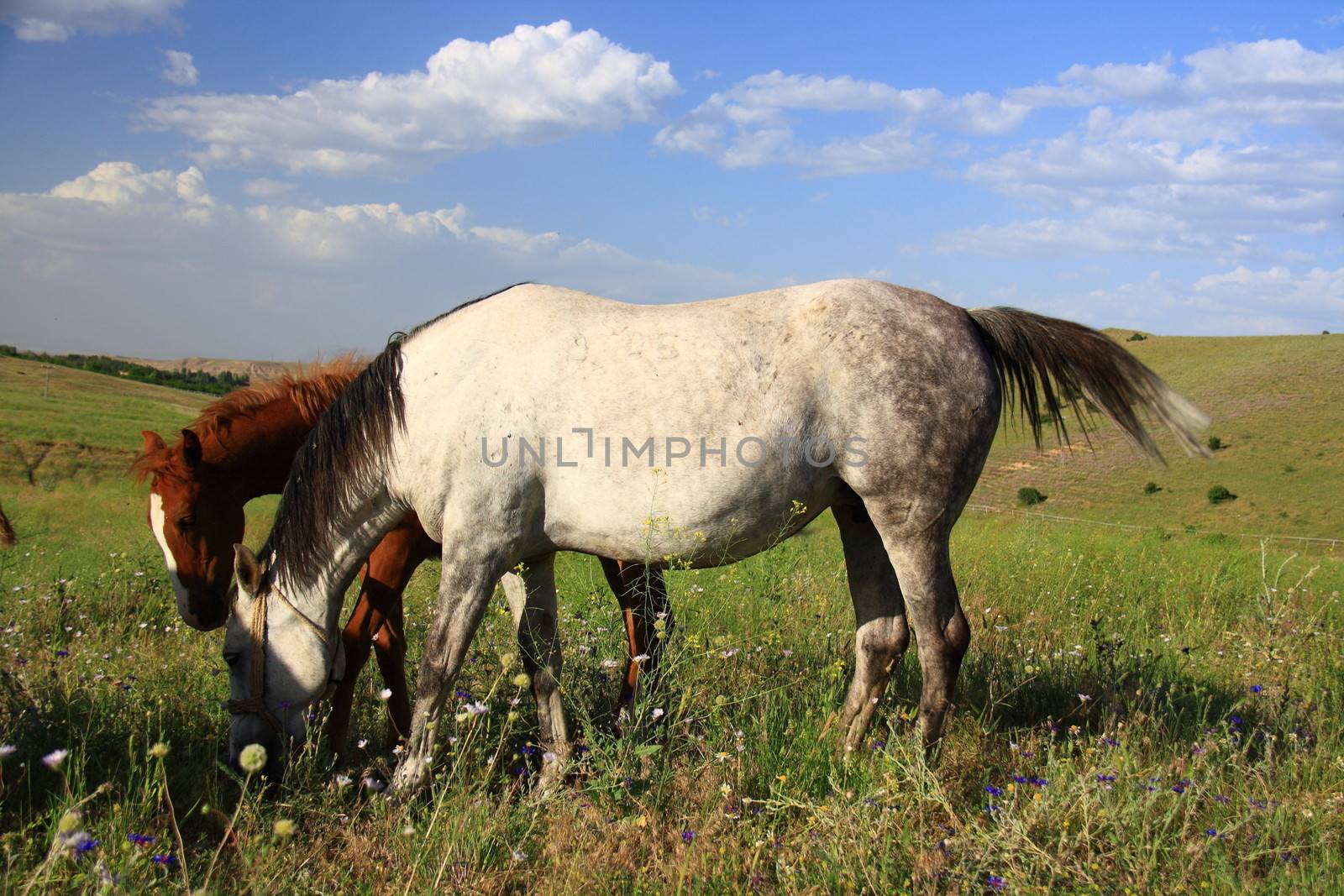 horse and foal together eating grass by mturhanlar