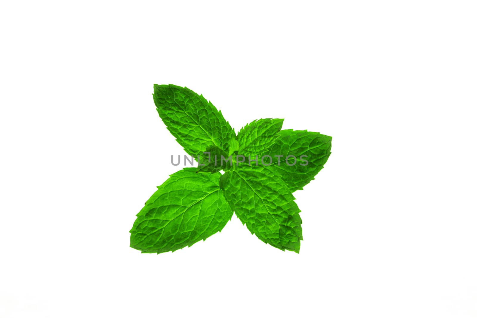 Mint twig isolated on white background.