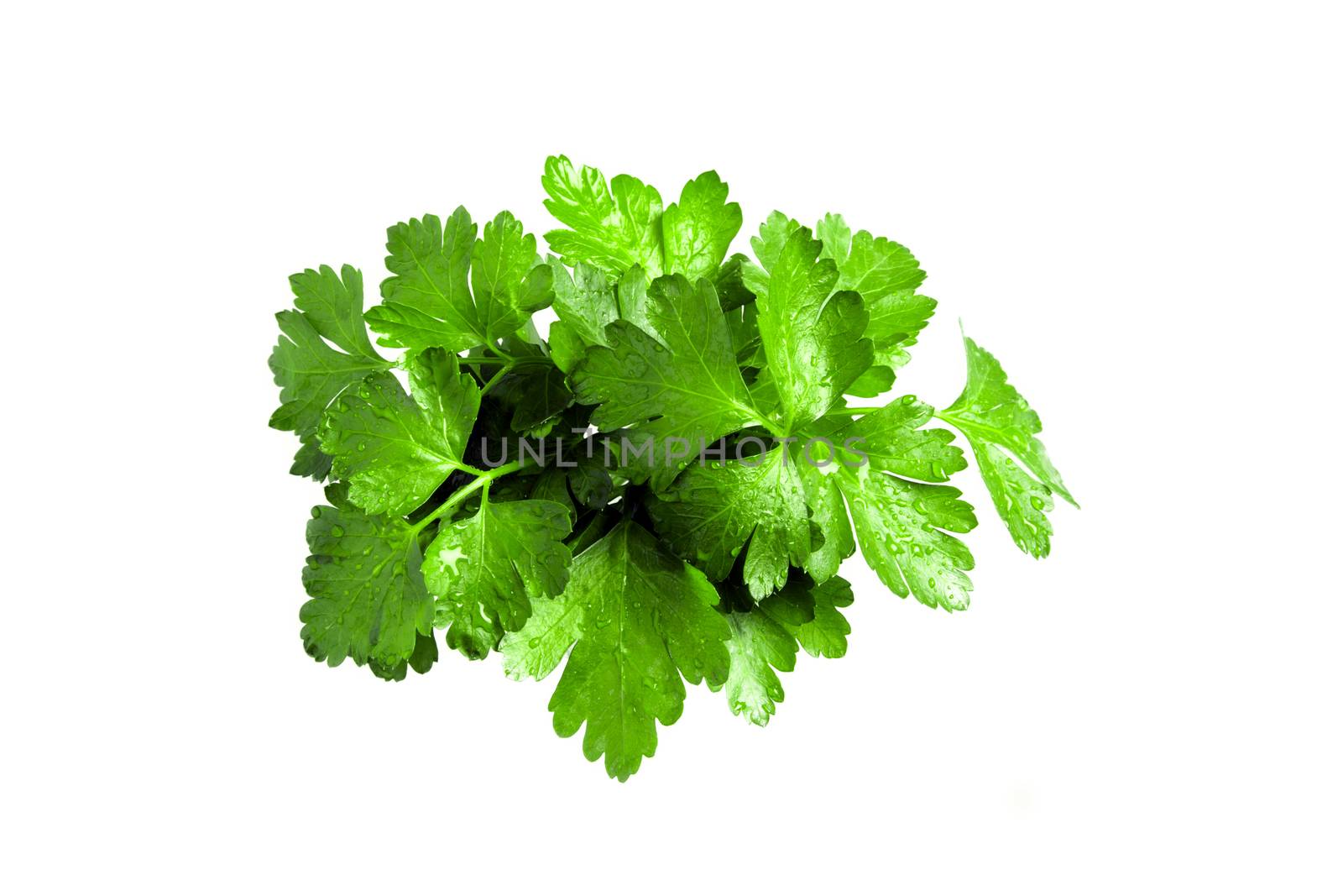 Parsley twigs isolated on white background.