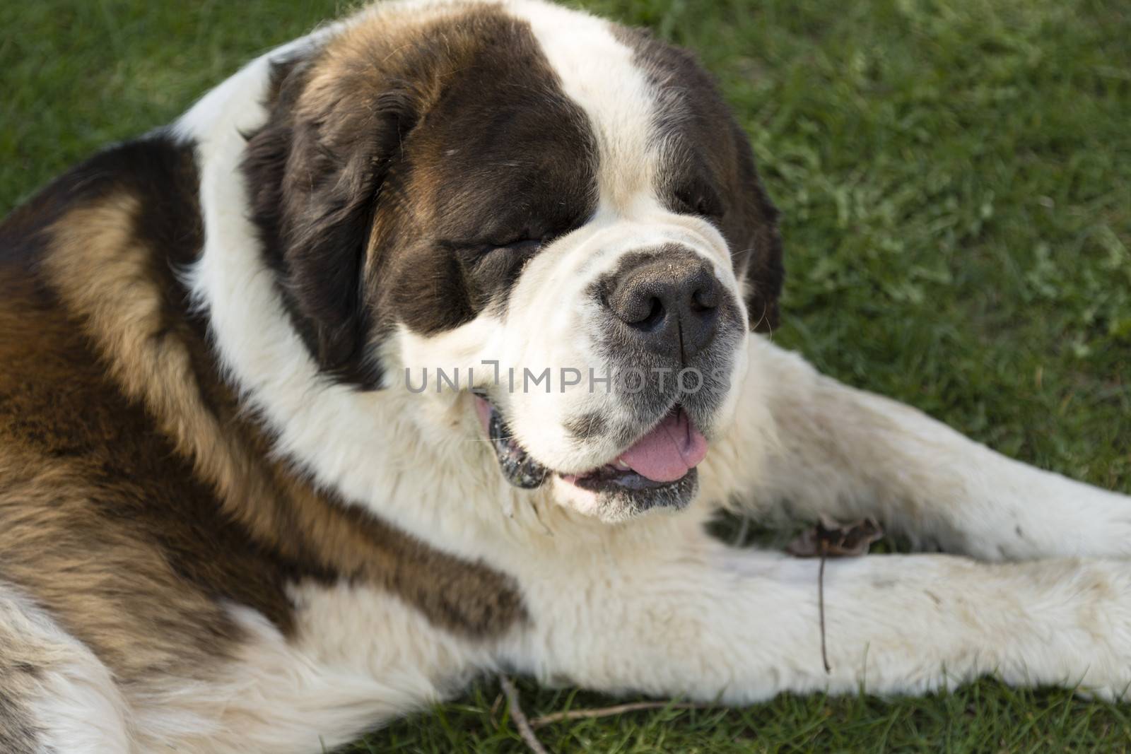 Saint Bernard dog relaxes lying in a park.