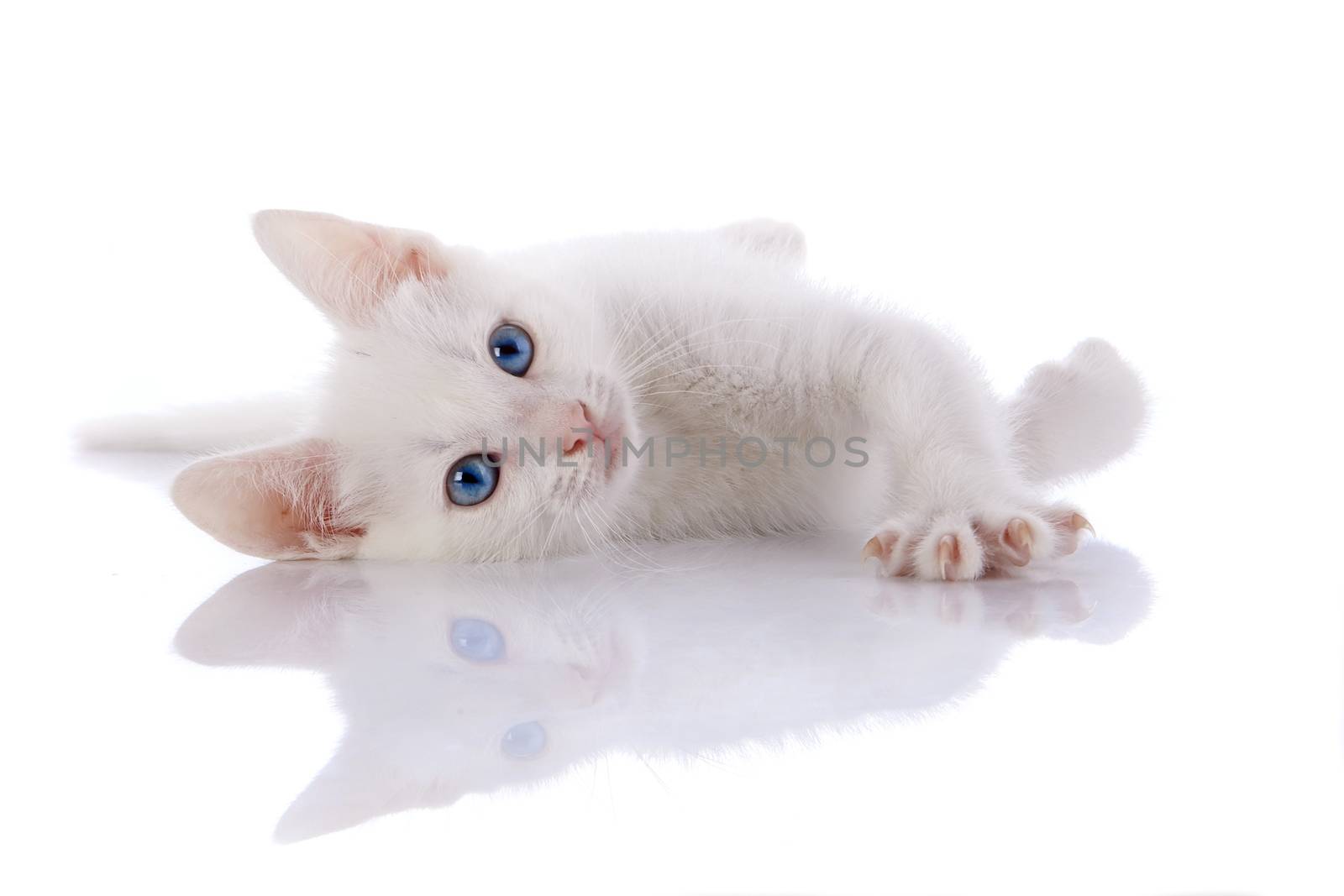 White kitten with blue eyes. Kitten on a white background. Small predator. Small cat.