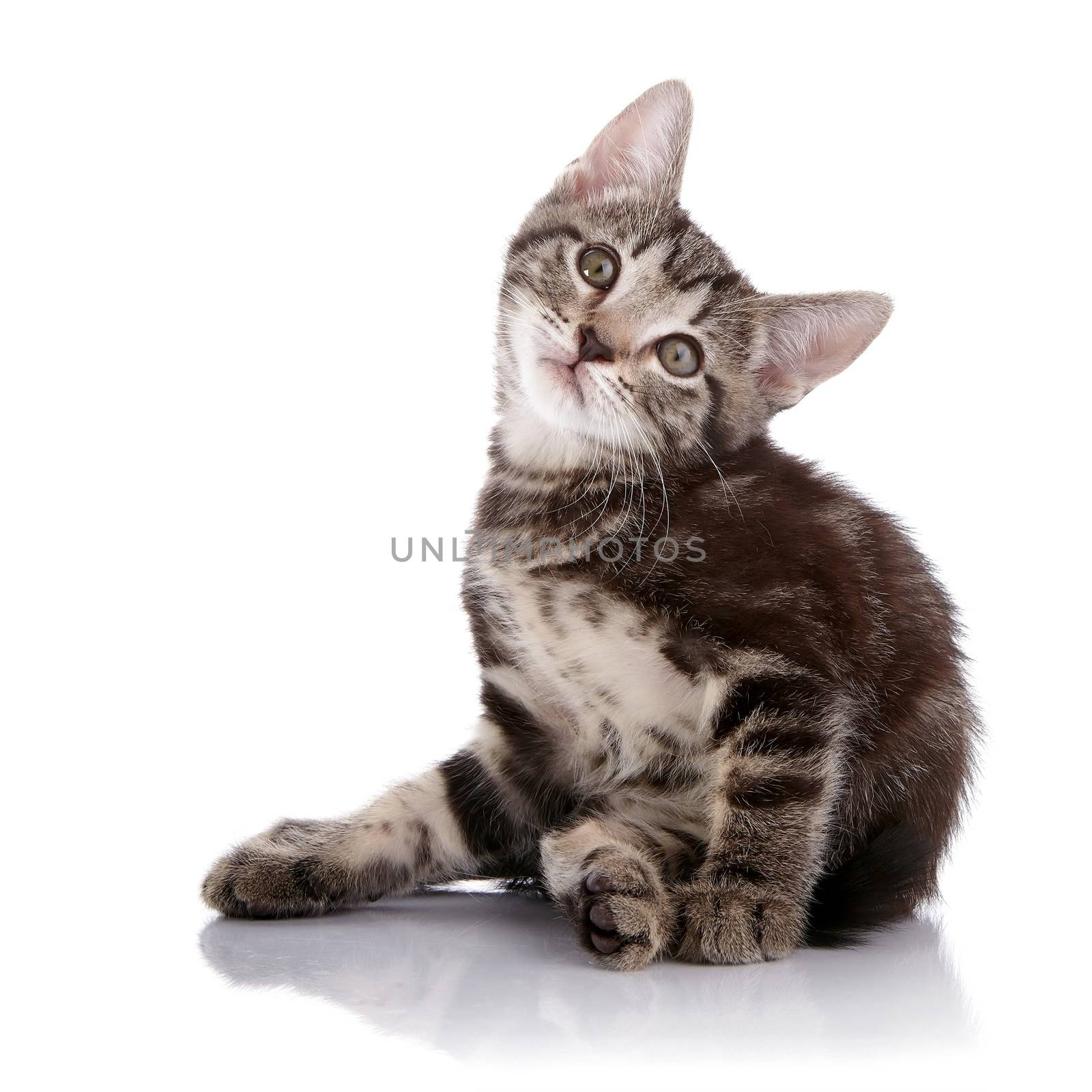 Striped not purebred kitten. Kitten on a white background. Small predator. Small cat.