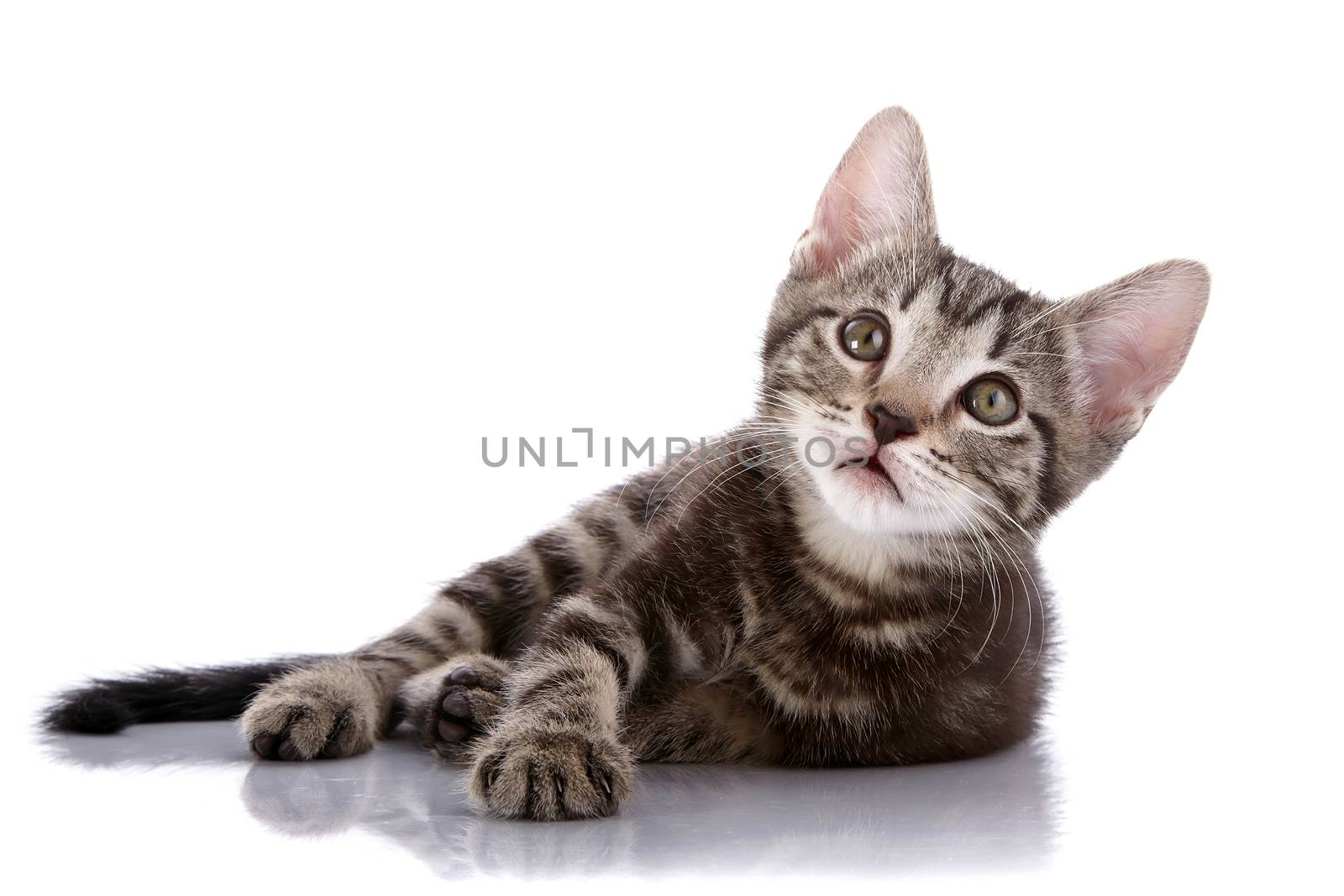 Striped not purebred kitten. Kitten on a white background. Small predator. Small cat.