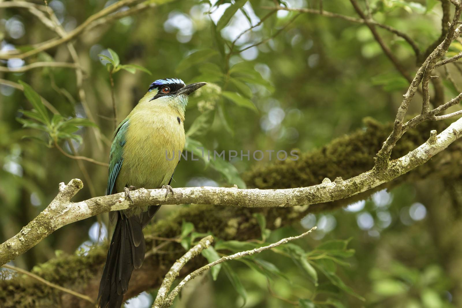 Closeup of a blue-crowned motmot photographed in Costa Rica.