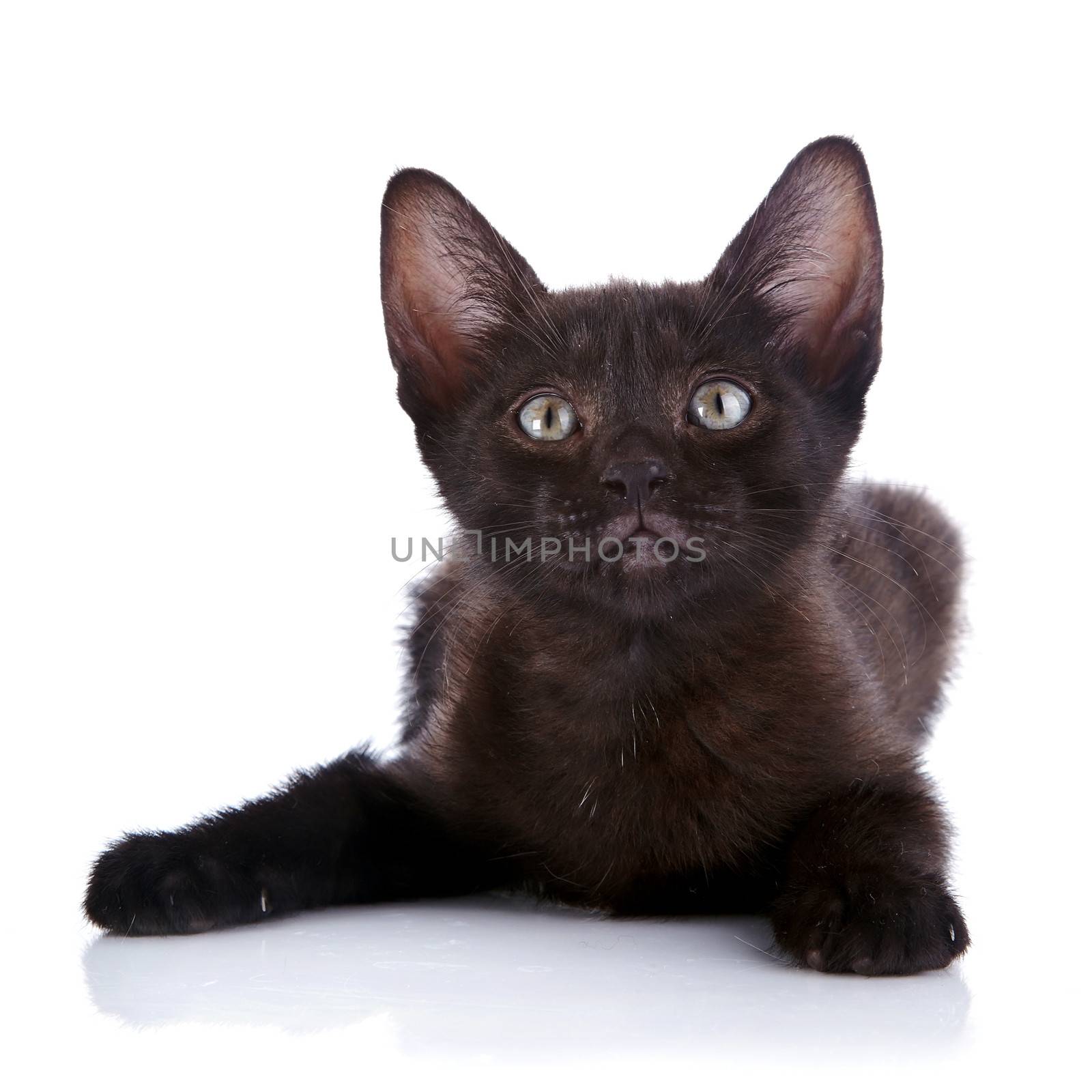 The black kitten lies on a white background. by Azaliya