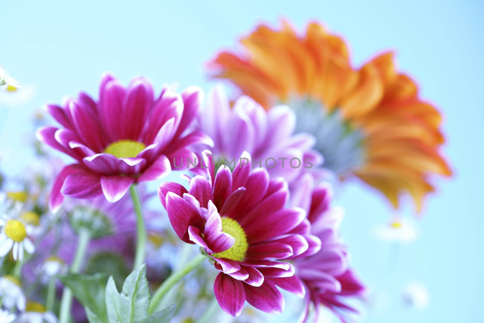 colourful summer flowers close up