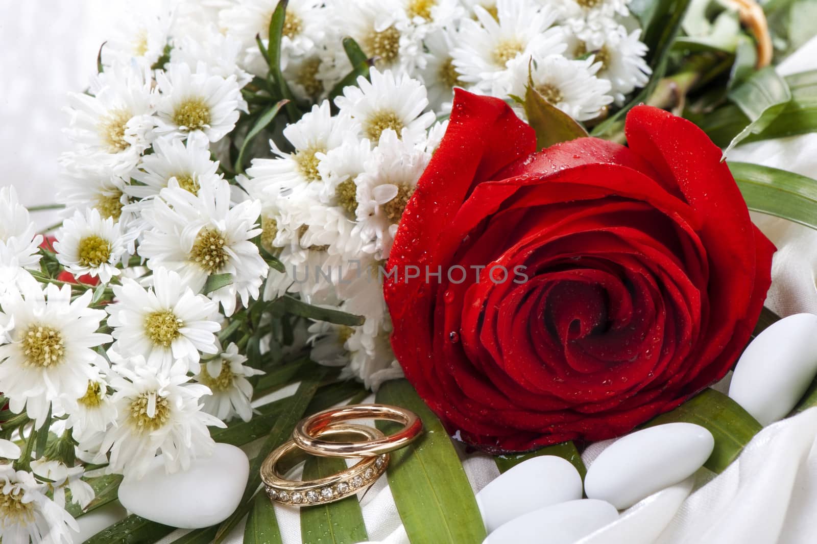 roses and wedding rings on white background