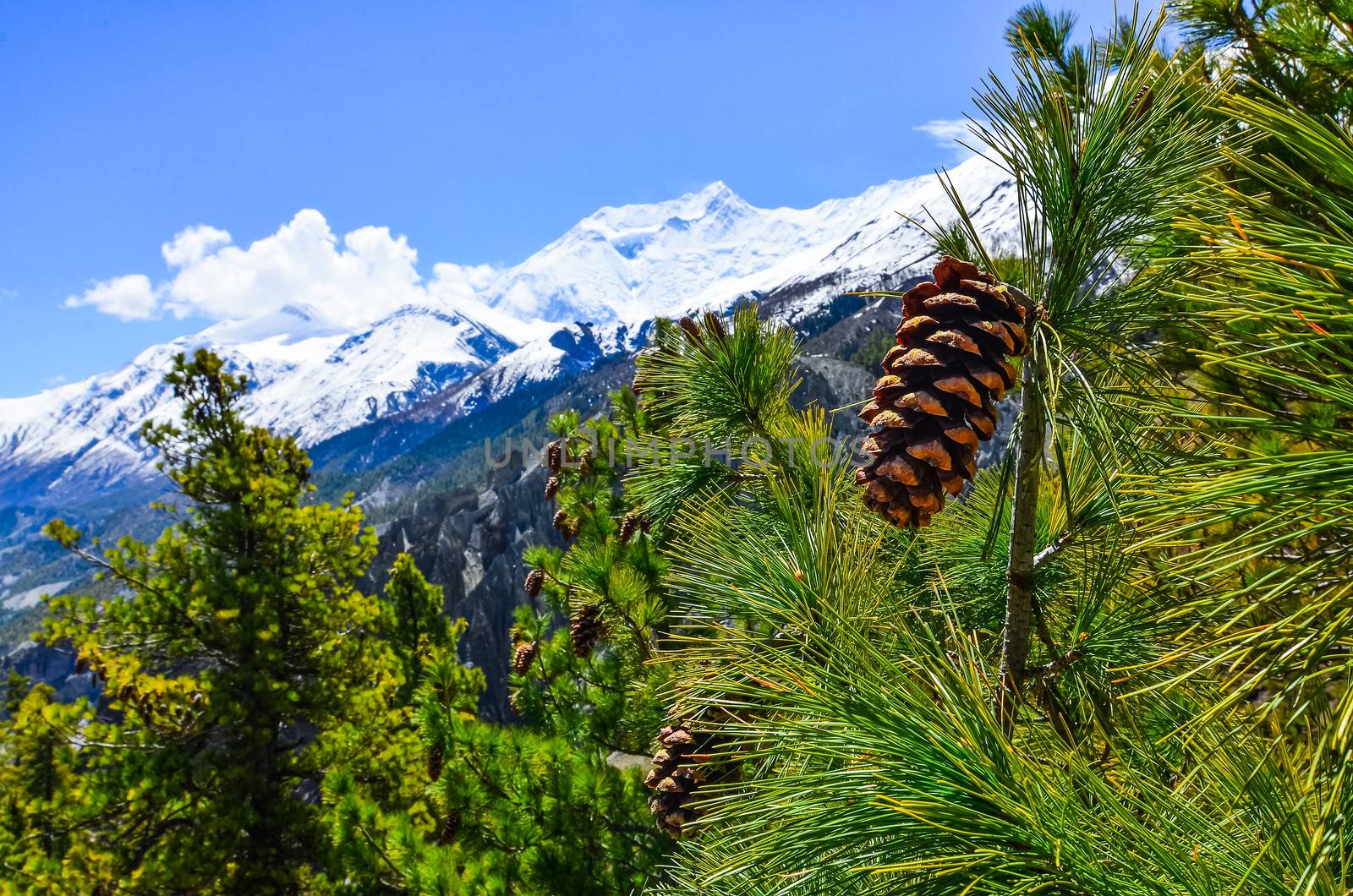 Cone on the tree with winter mountain peaks in the background