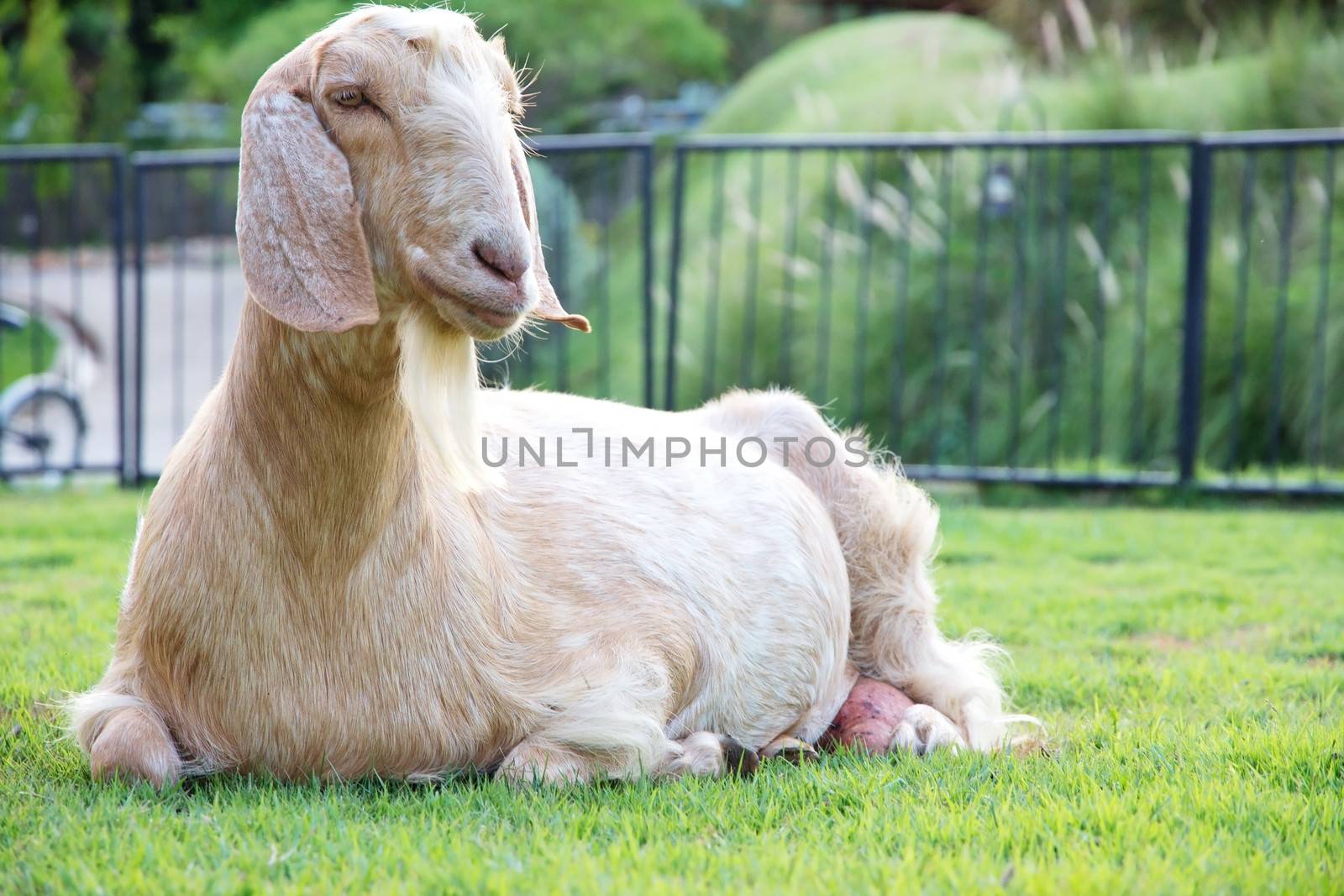 Portrait of a goat in the farm