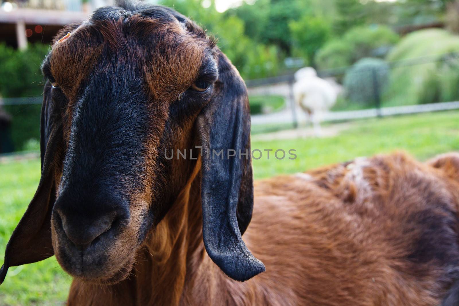 Portrait of a goat in the farm