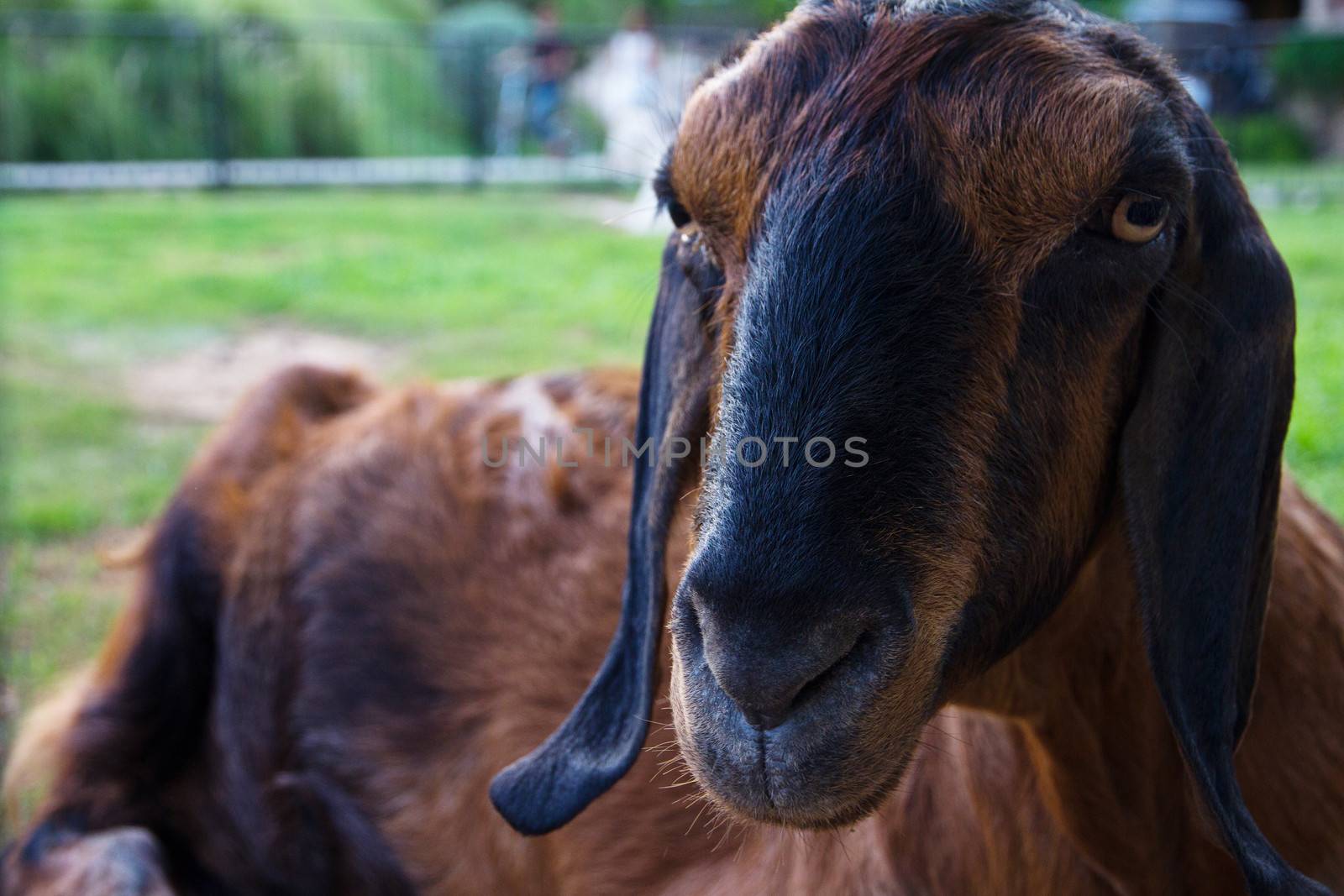 Portrait of a goat in the farm by ponsulak