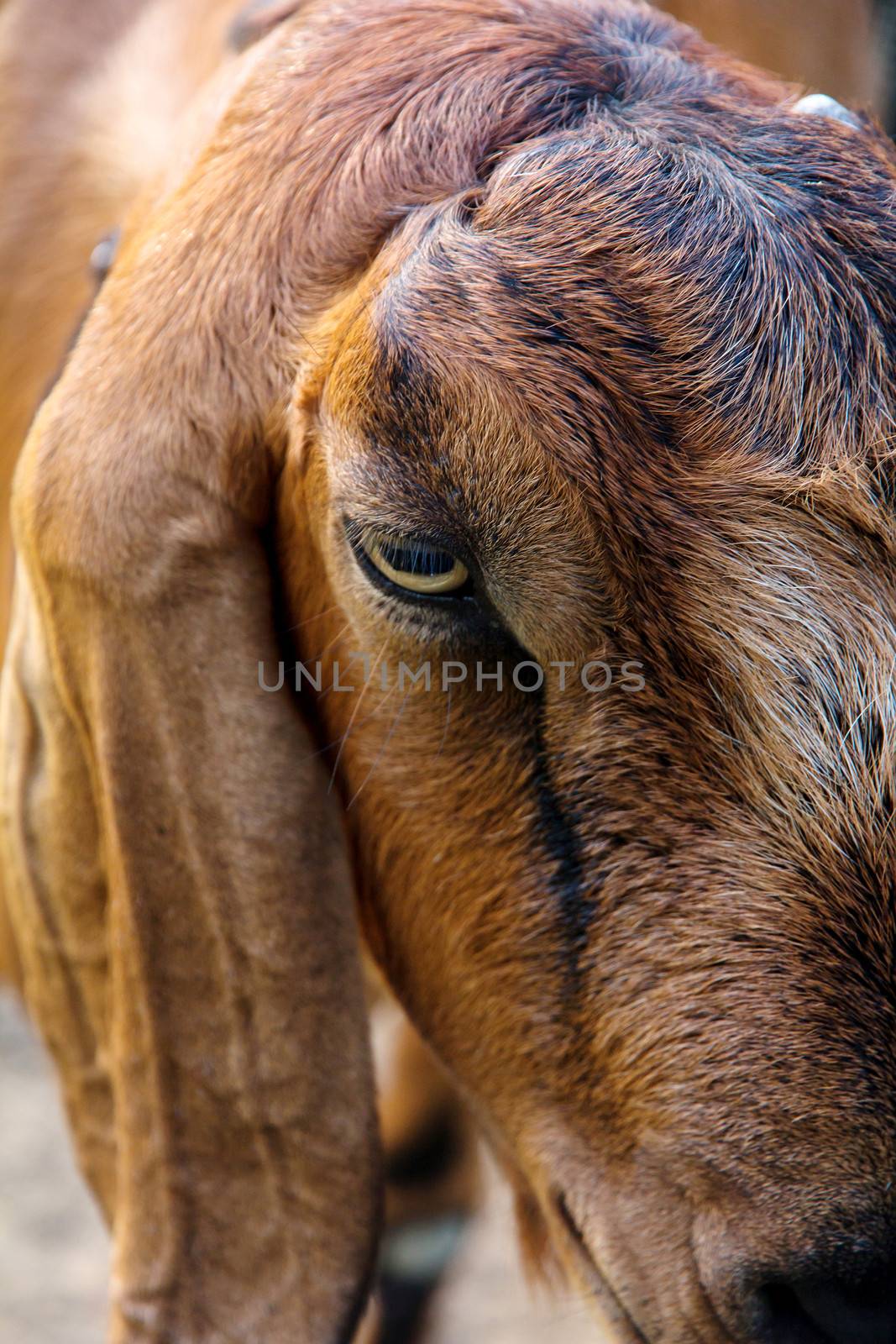 close up image of goat face by ponsulak