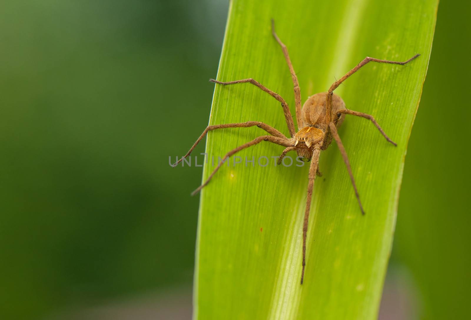 Pisaura mirabilis