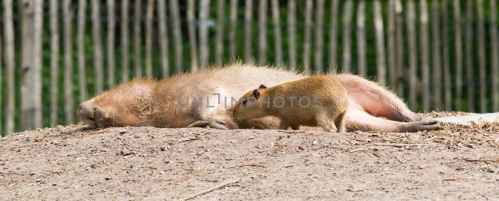 Close up of a Capybara (Hydrochoerus hydrochaeris) and a baby