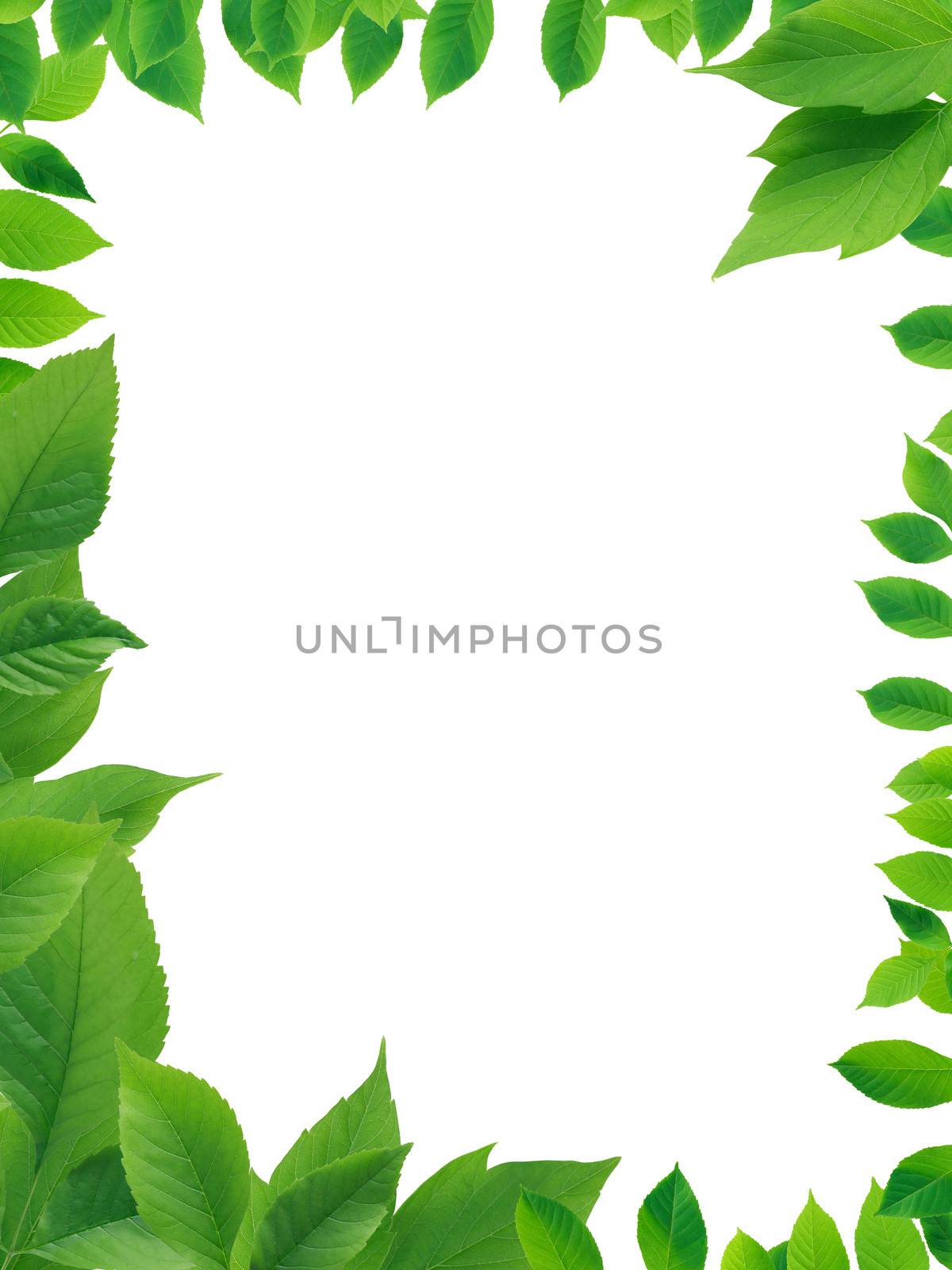 Beautiful picture frame made from green leaves on white background