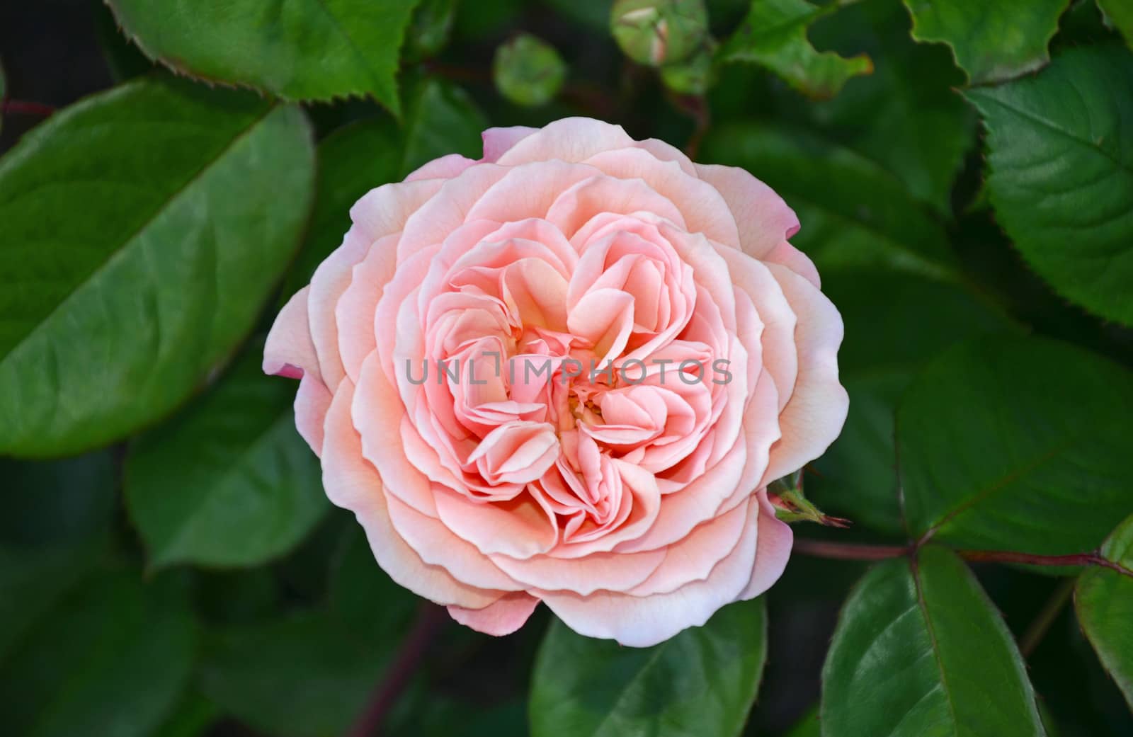 Single pink rose in full bloom against green leaf background