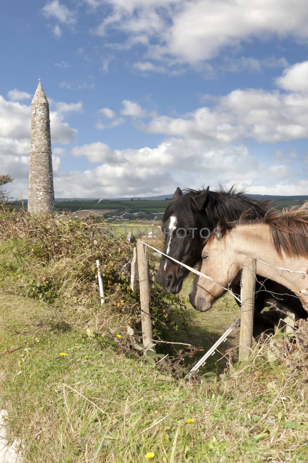 two Irish horses and ancient round tower in the beautiful Ardmore countryside of county Waterford Ireland