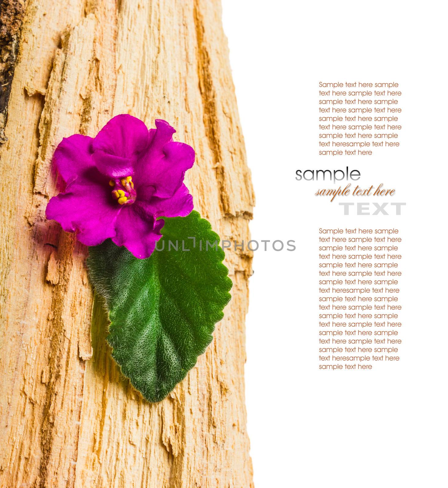 Flower with leaves on wooden background