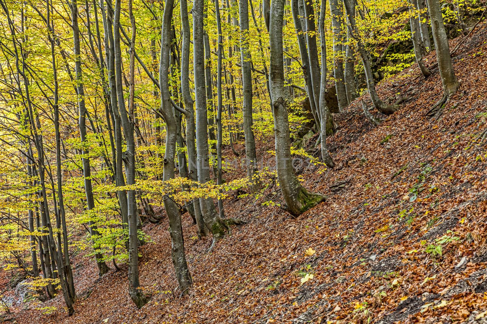 Detail of a leafbearing forest of on a slope during autumn.