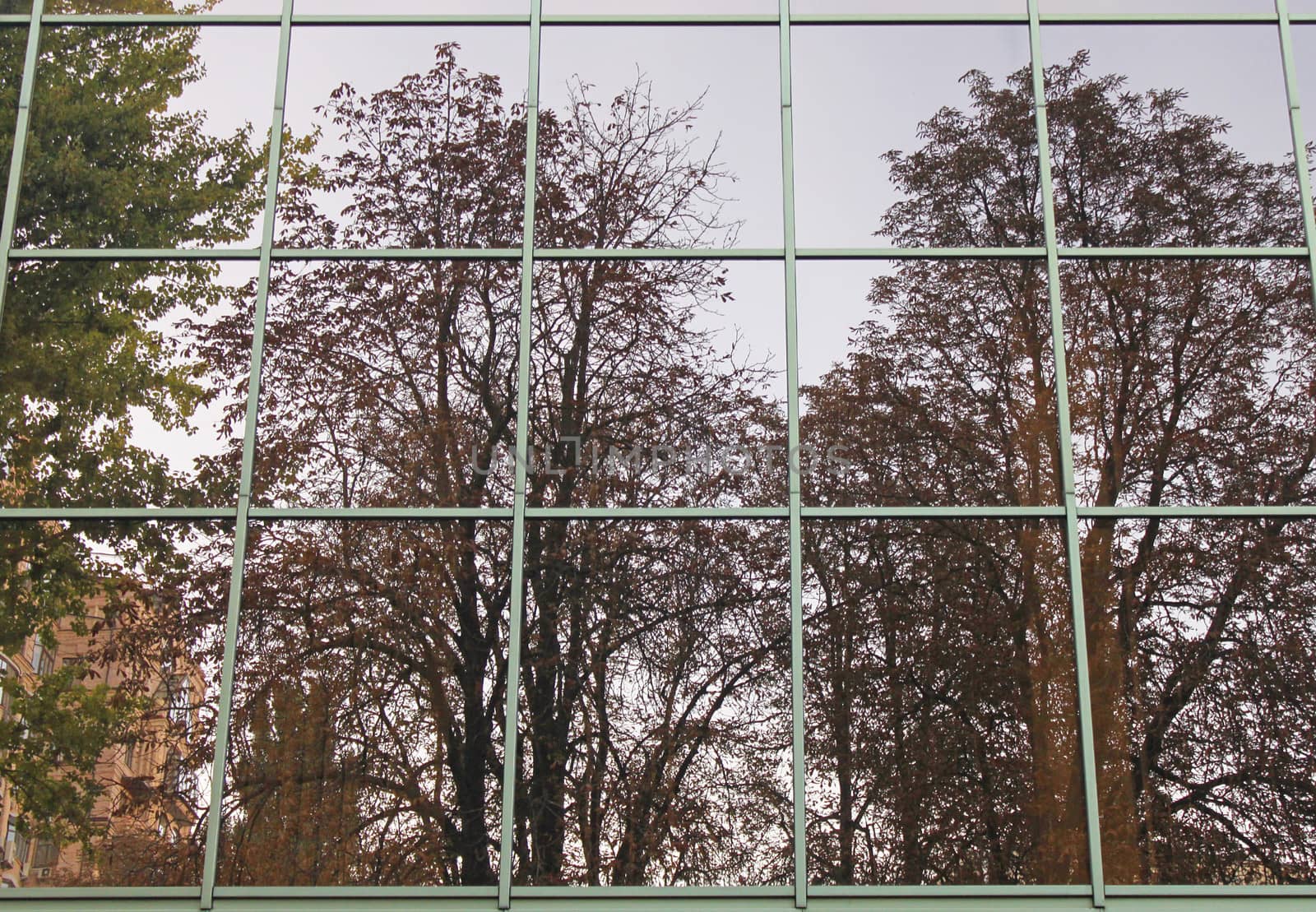 reflection of trees in windows by romantiche