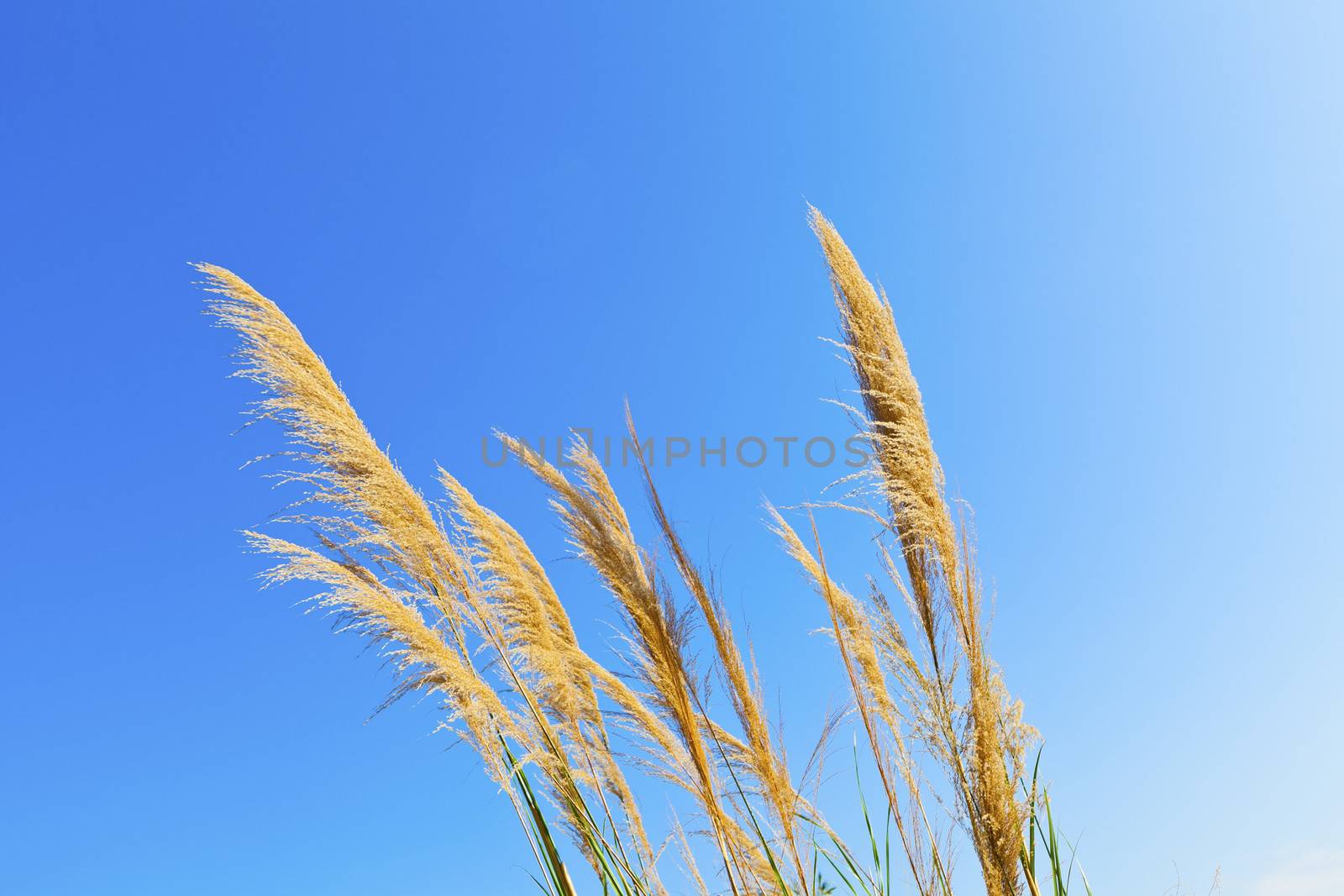 Golden wheat with blue sky in background