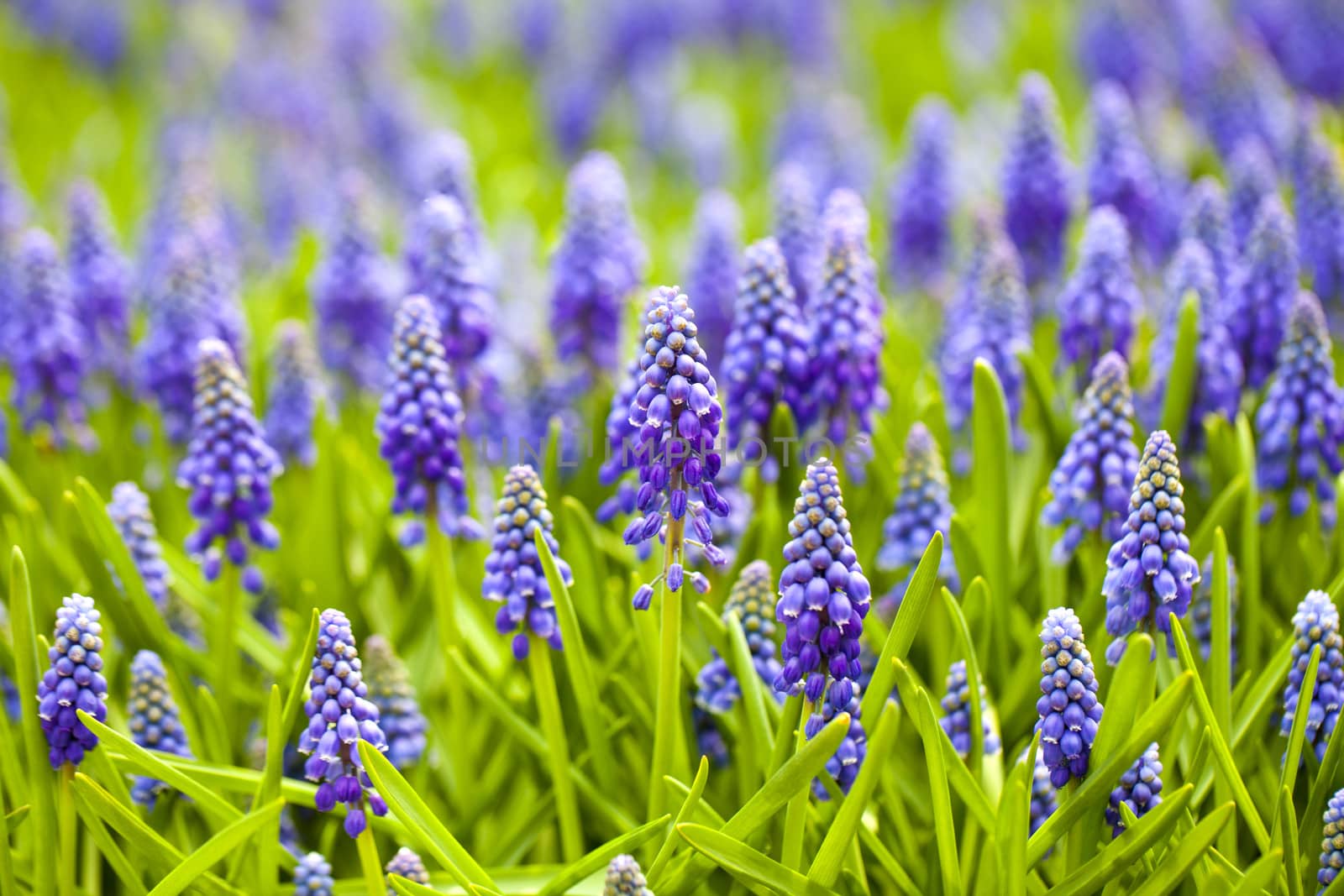 Grape hyacinth in spring season