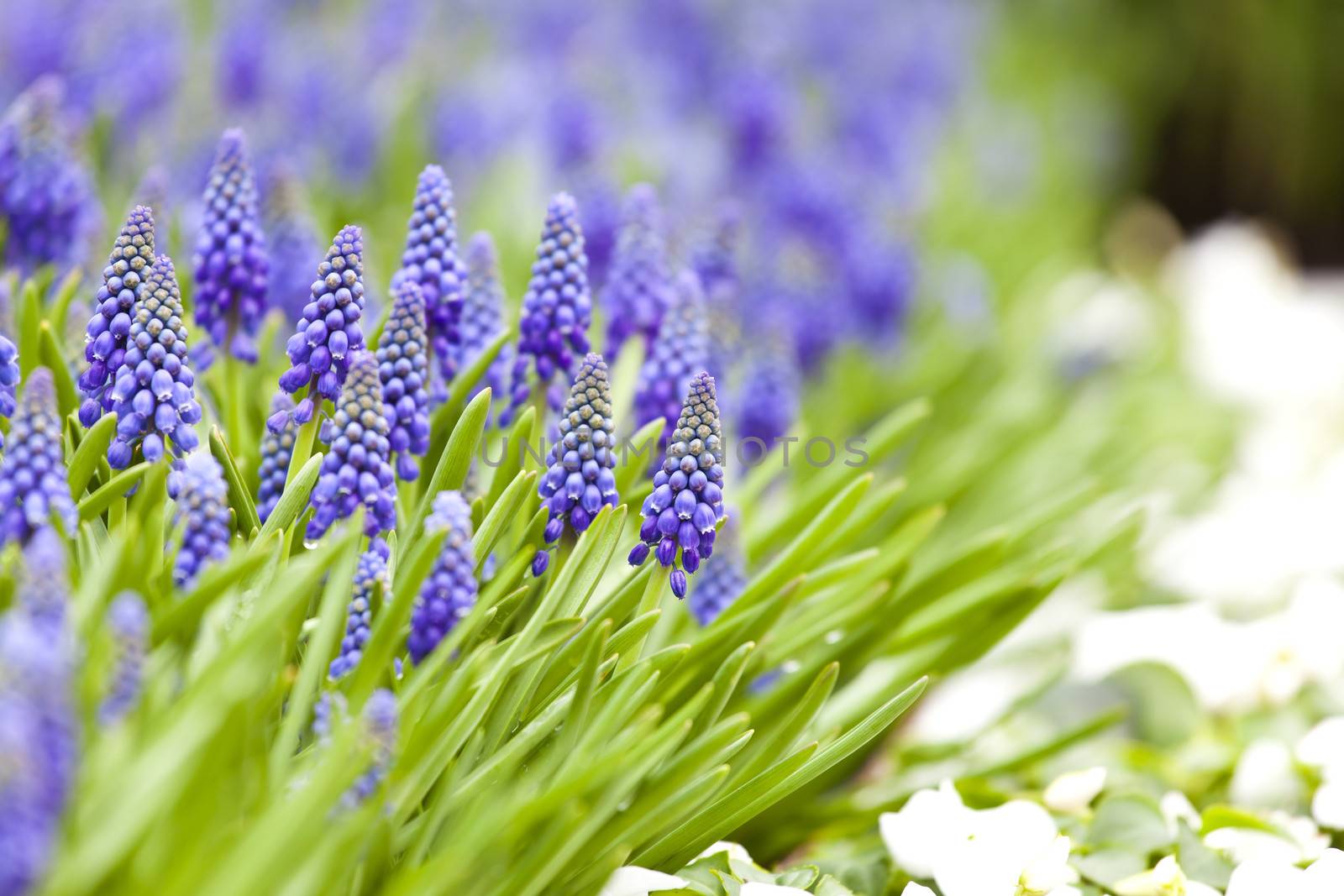 Grape hyacinth in spring