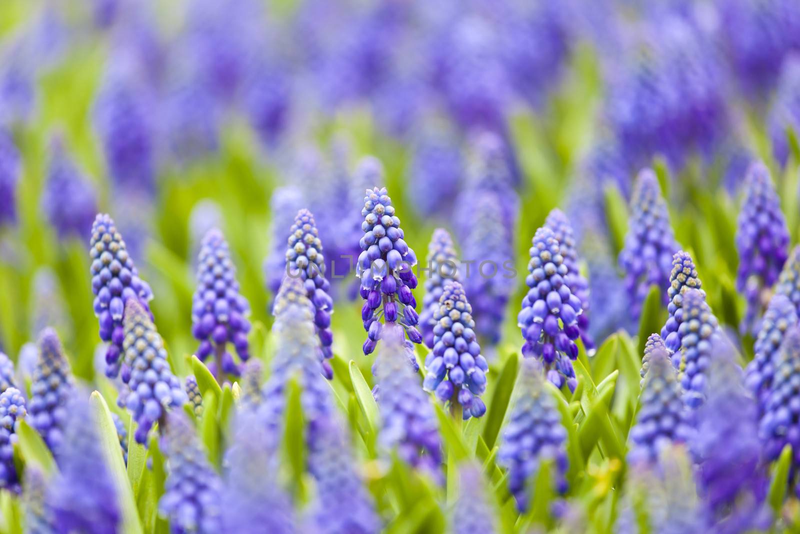 Grape hyacinth in spring